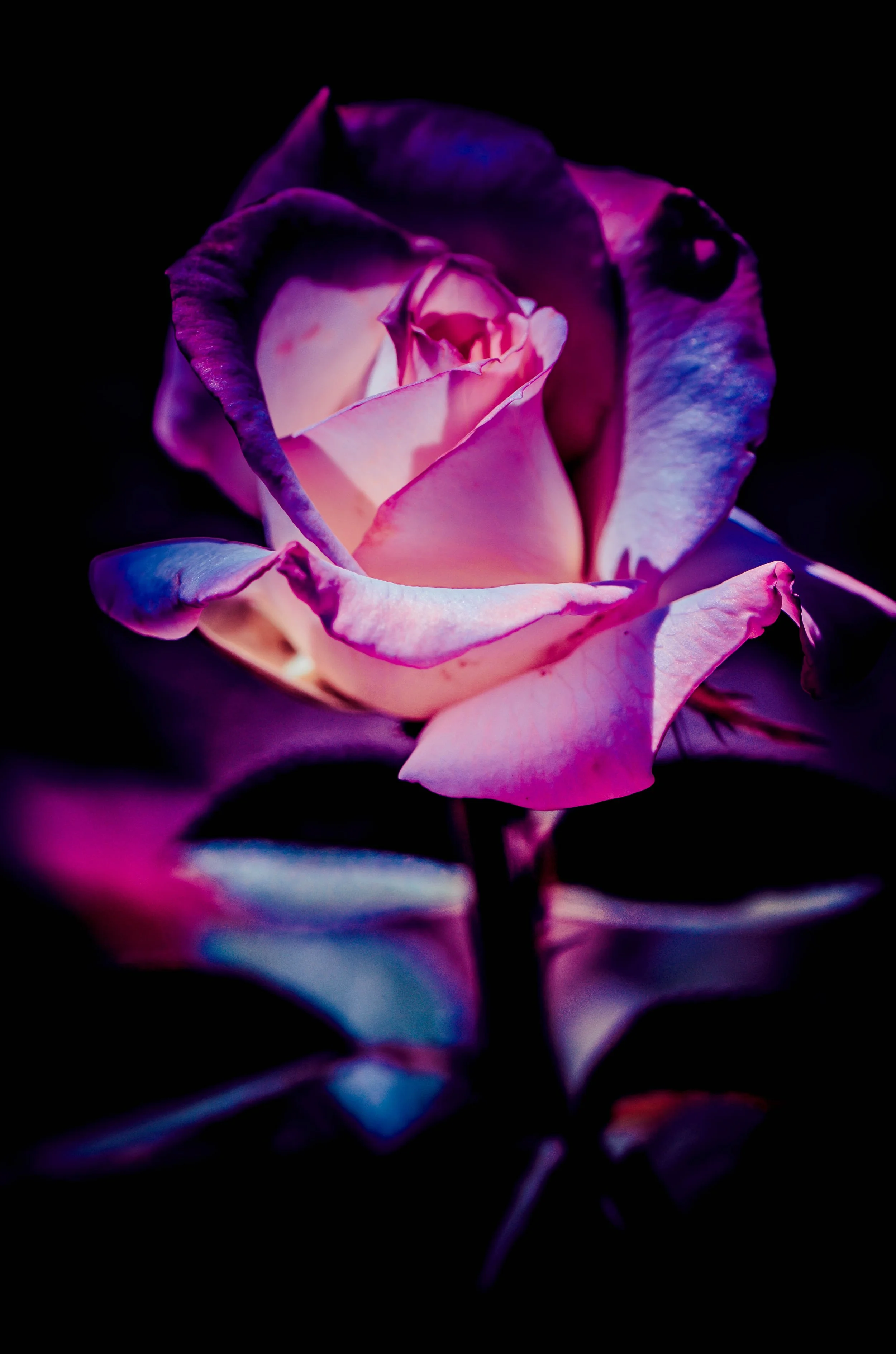 LeiLani-Ink Photography-9075.jpg