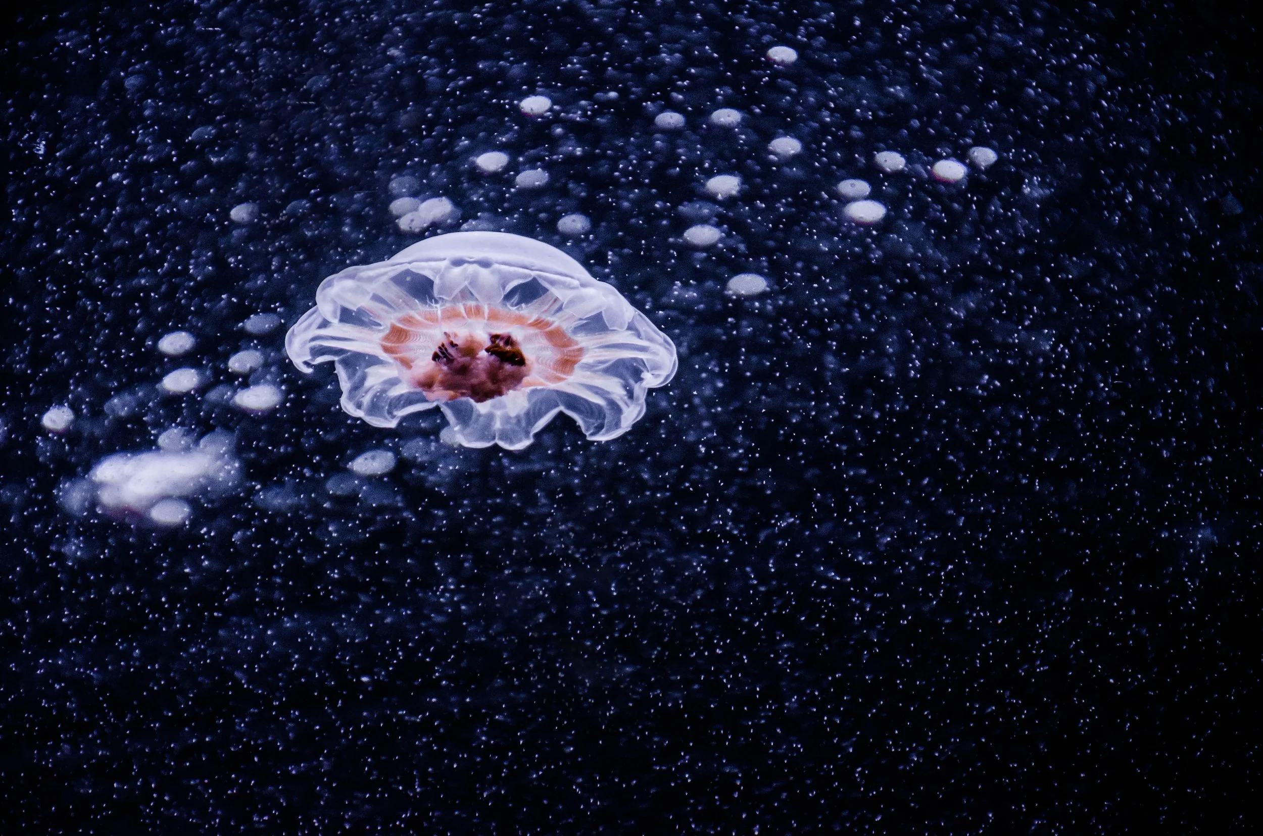 LeiLani-Ink Photography-8762.jpg