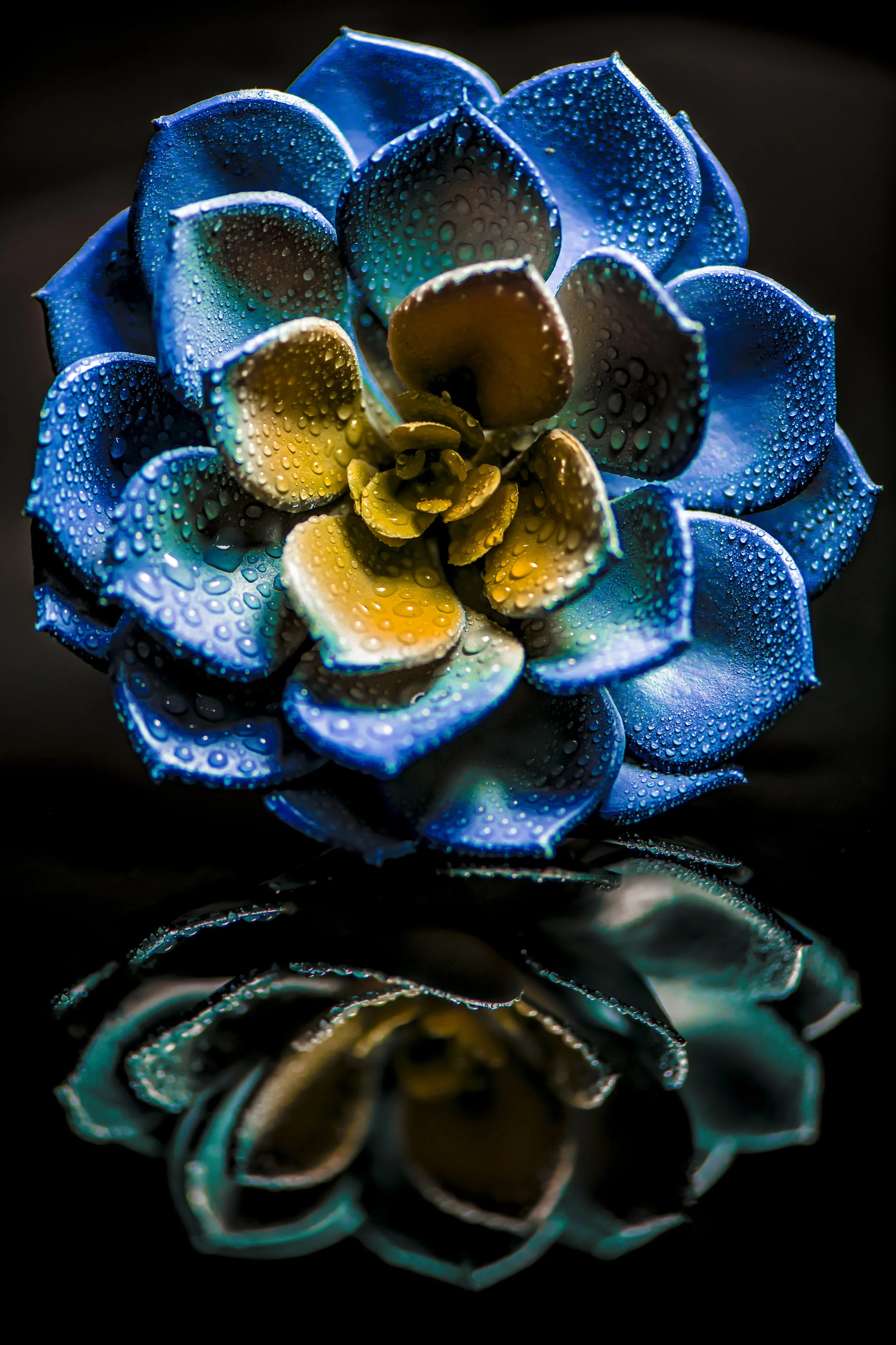 LeiLani_ink_ (106).jpg