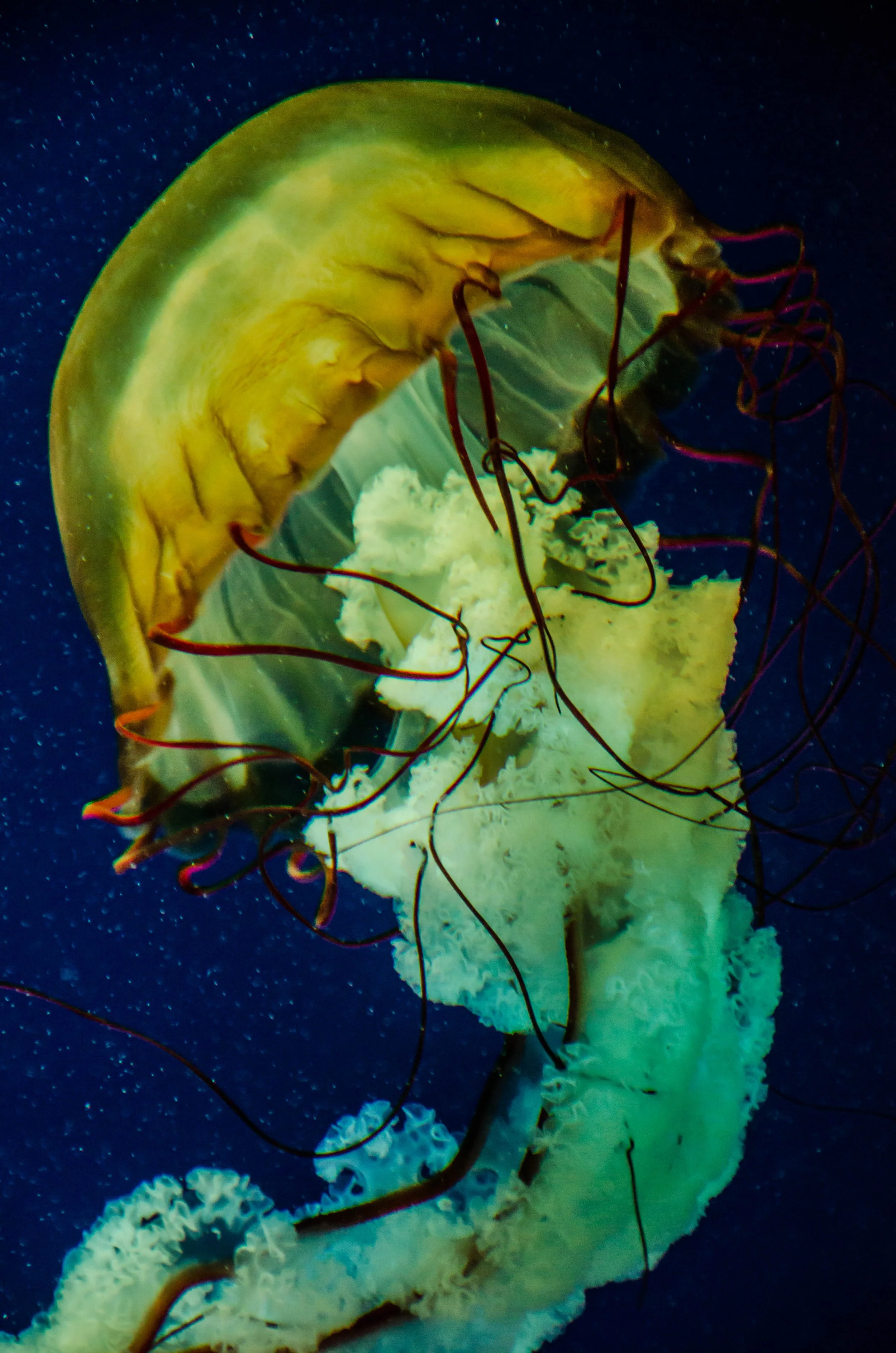 LeiLani-Ink Photography-8582.jpg