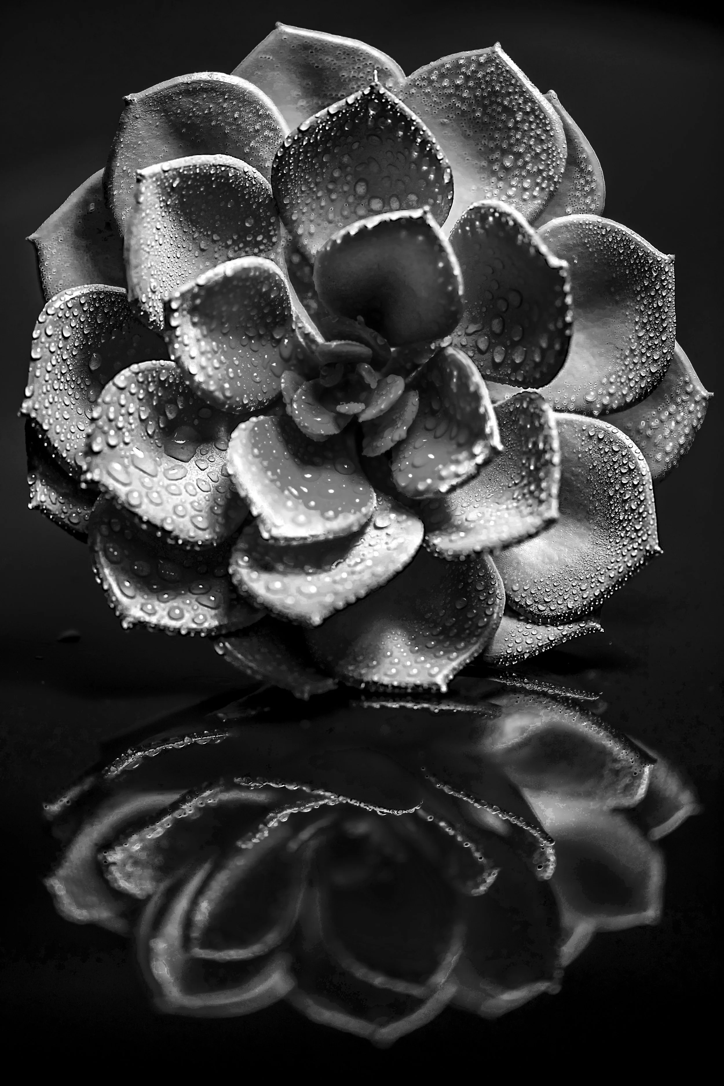 LeiLani_ink_ (110).jpg