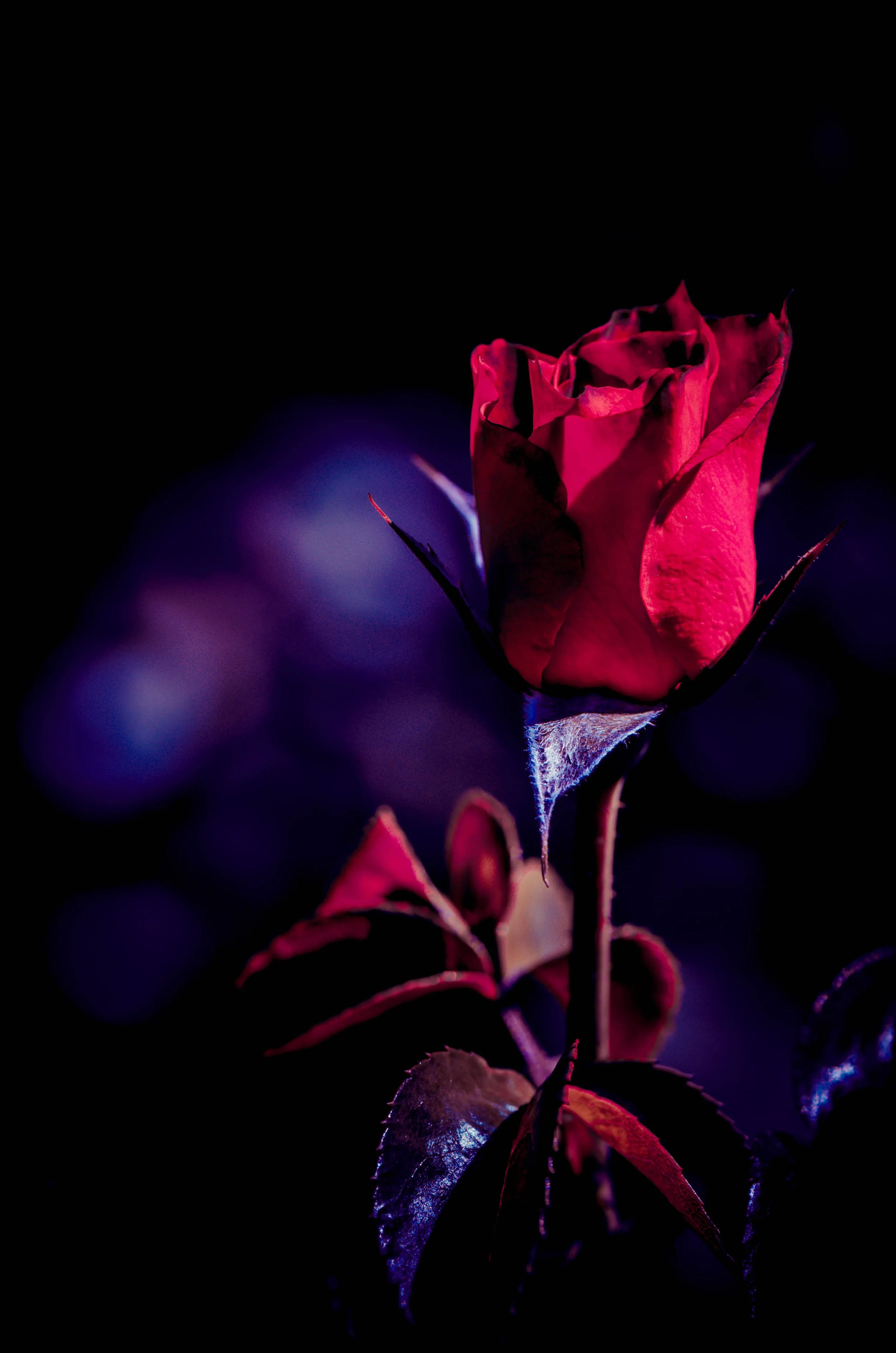 LeiLani-Ink Photography-9057.jpg