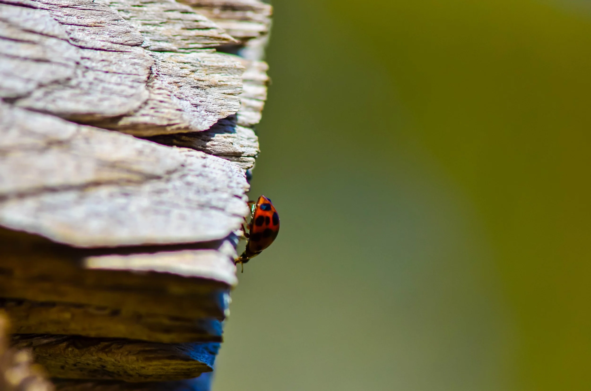 LeiLani-Ink Photography-0346.JPG