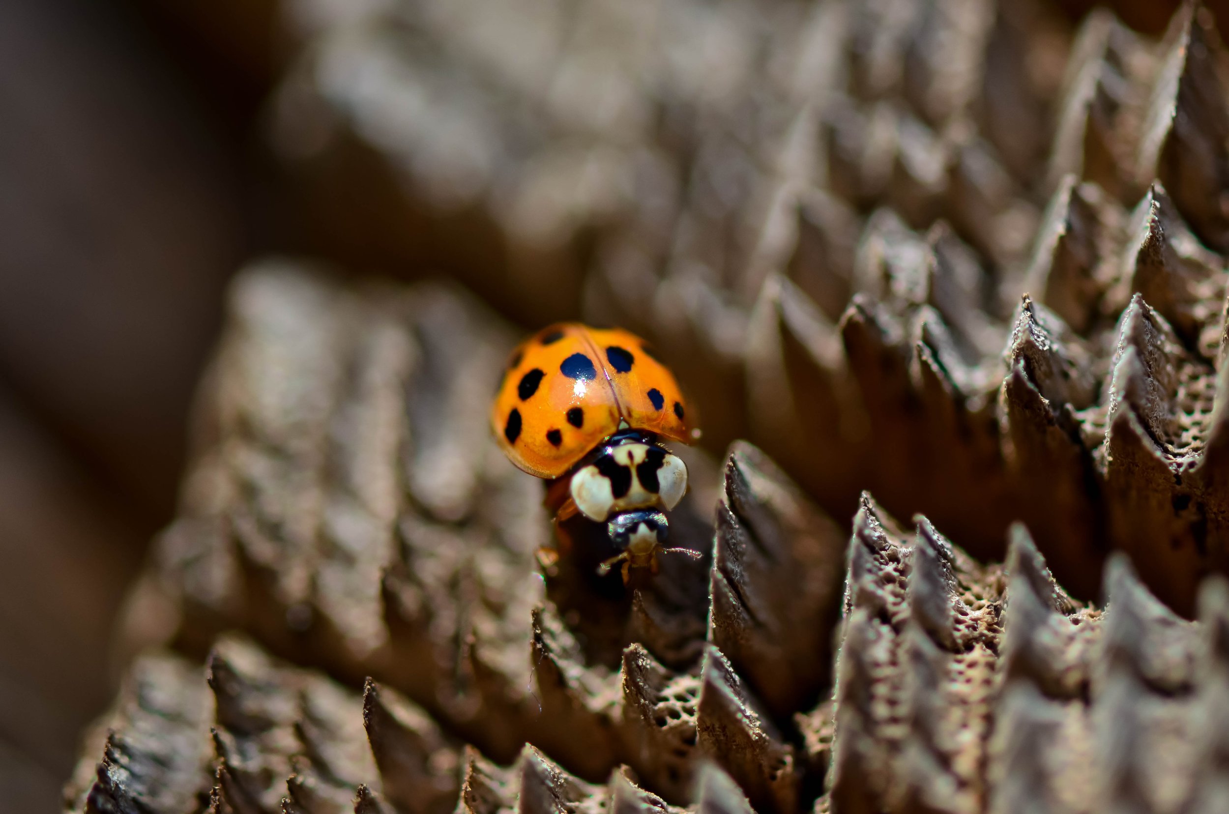 LeiLani-Ink Photography-0389.JPG