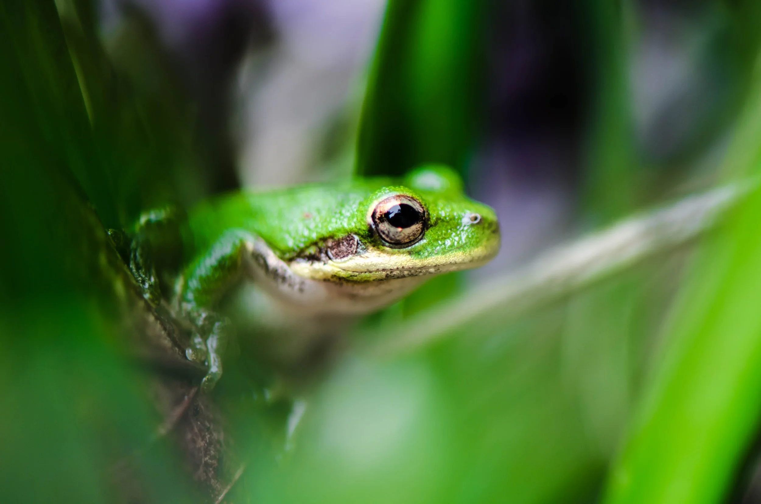 LeiLani-Ink Photography-1--8946.jpg