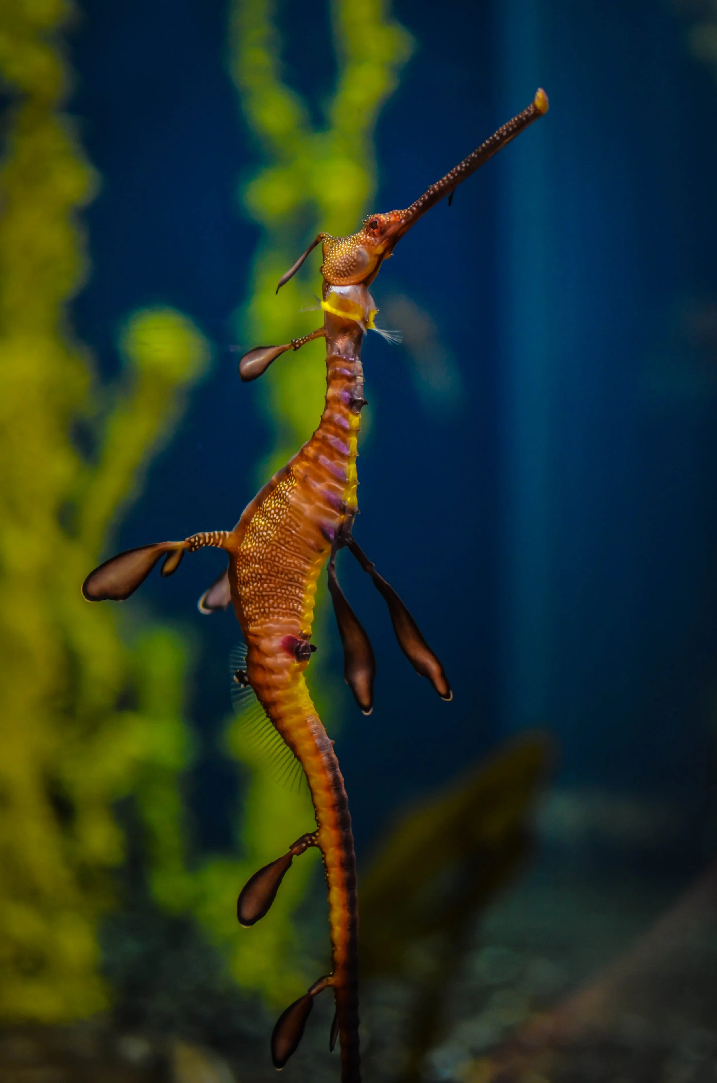 LeiLani-Ink Photography-0489.JPG