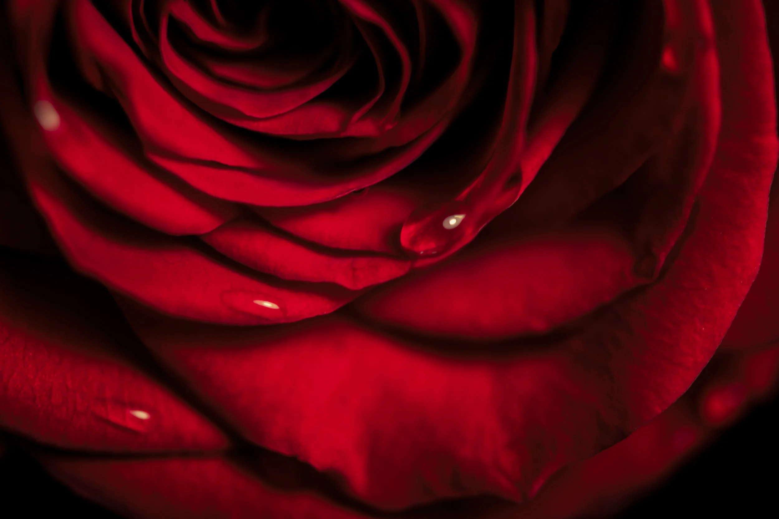 LeiLani_ink_ (36).jpg