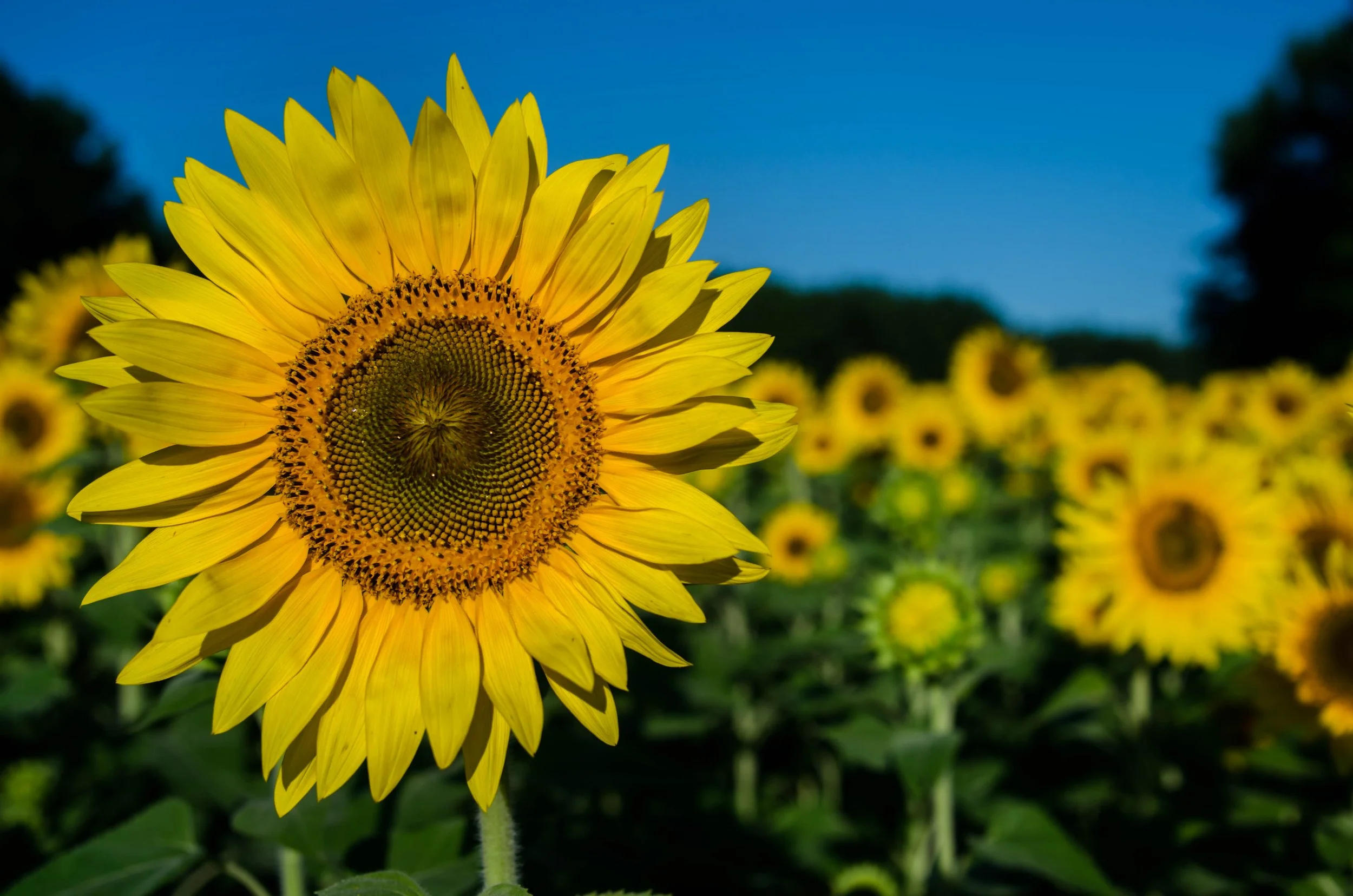 LeiLani-Ink Photography-89502.jpg