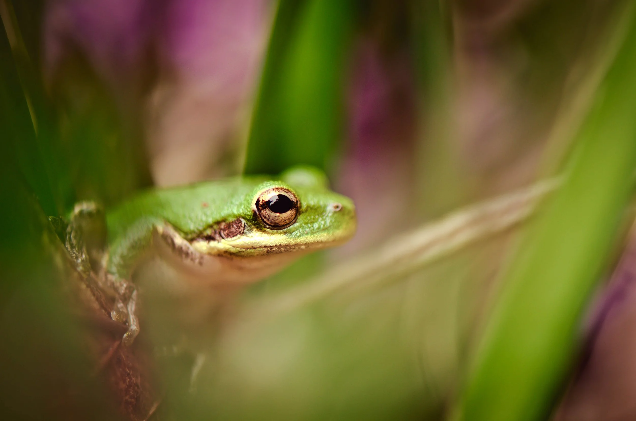 LeiLani-Ink Photography-8969.jpg