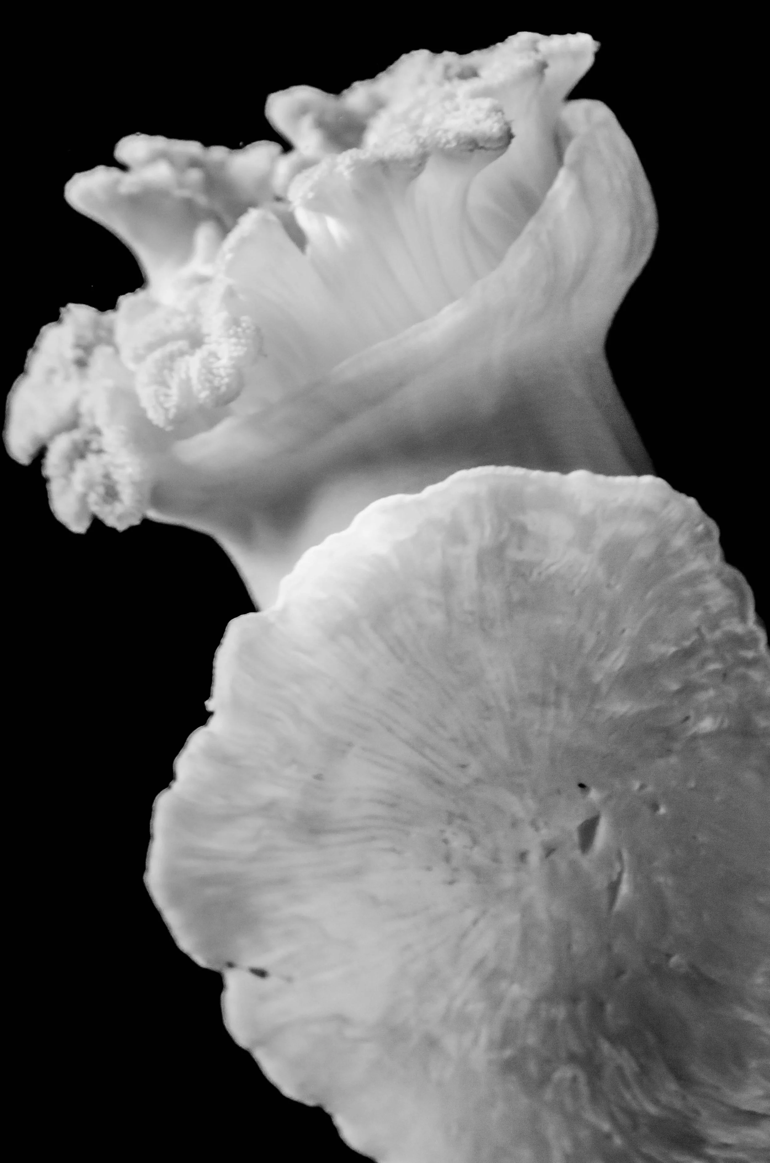 LeiLani-Ink Photography-9091.jpg