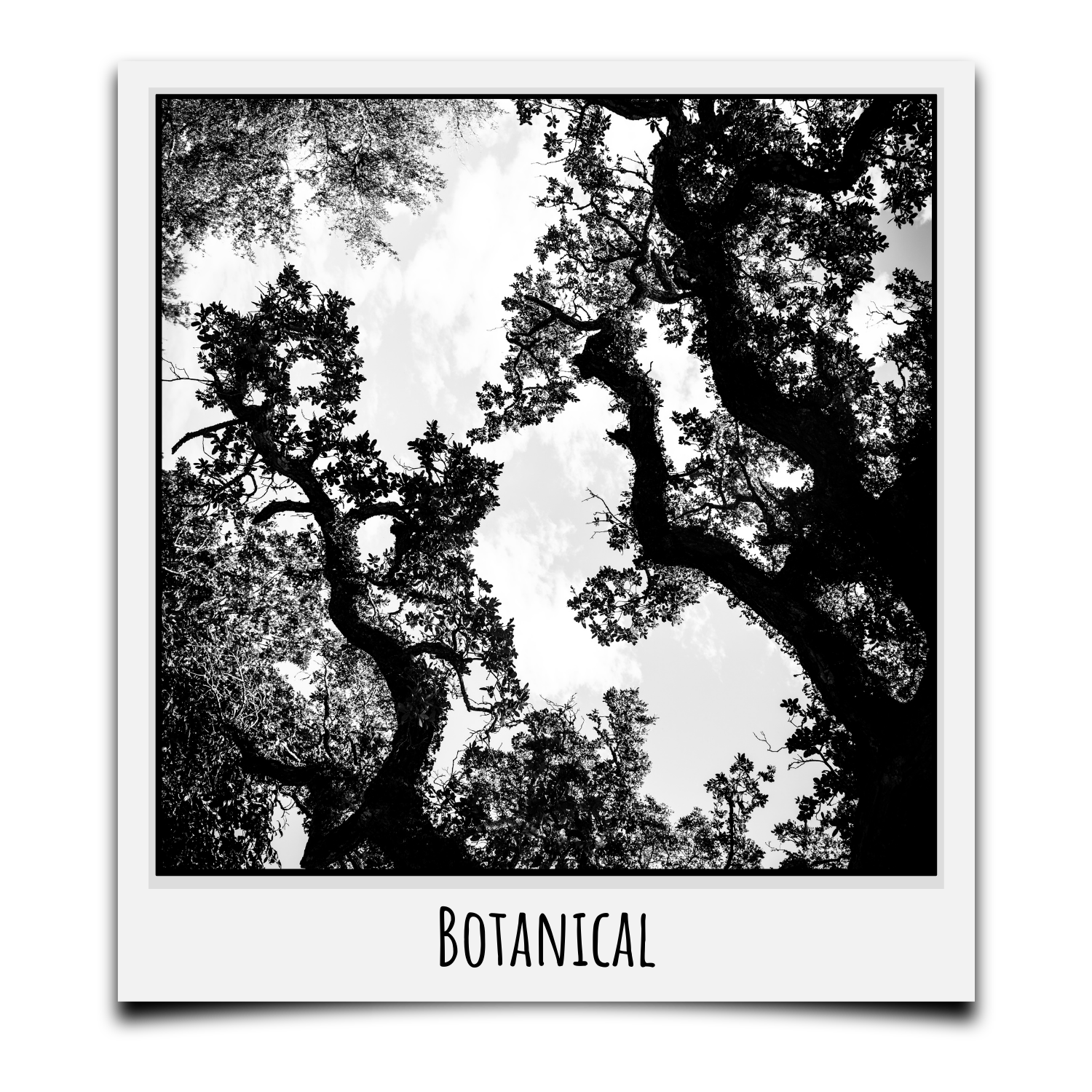 Botanical