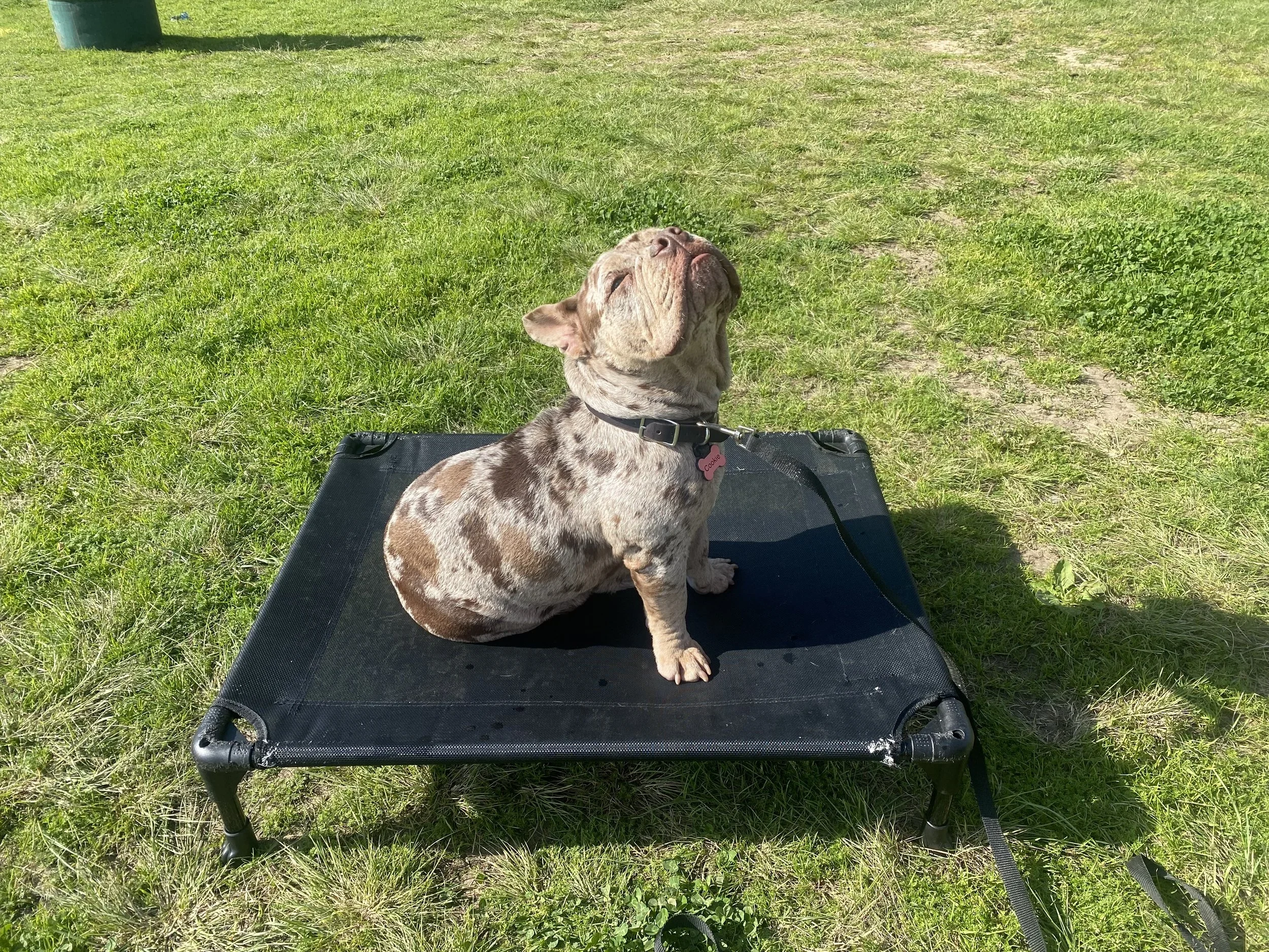 Top 5 Dog Behavior Issues Common in Venice / Playa del Rey (and How to Solve Them) One