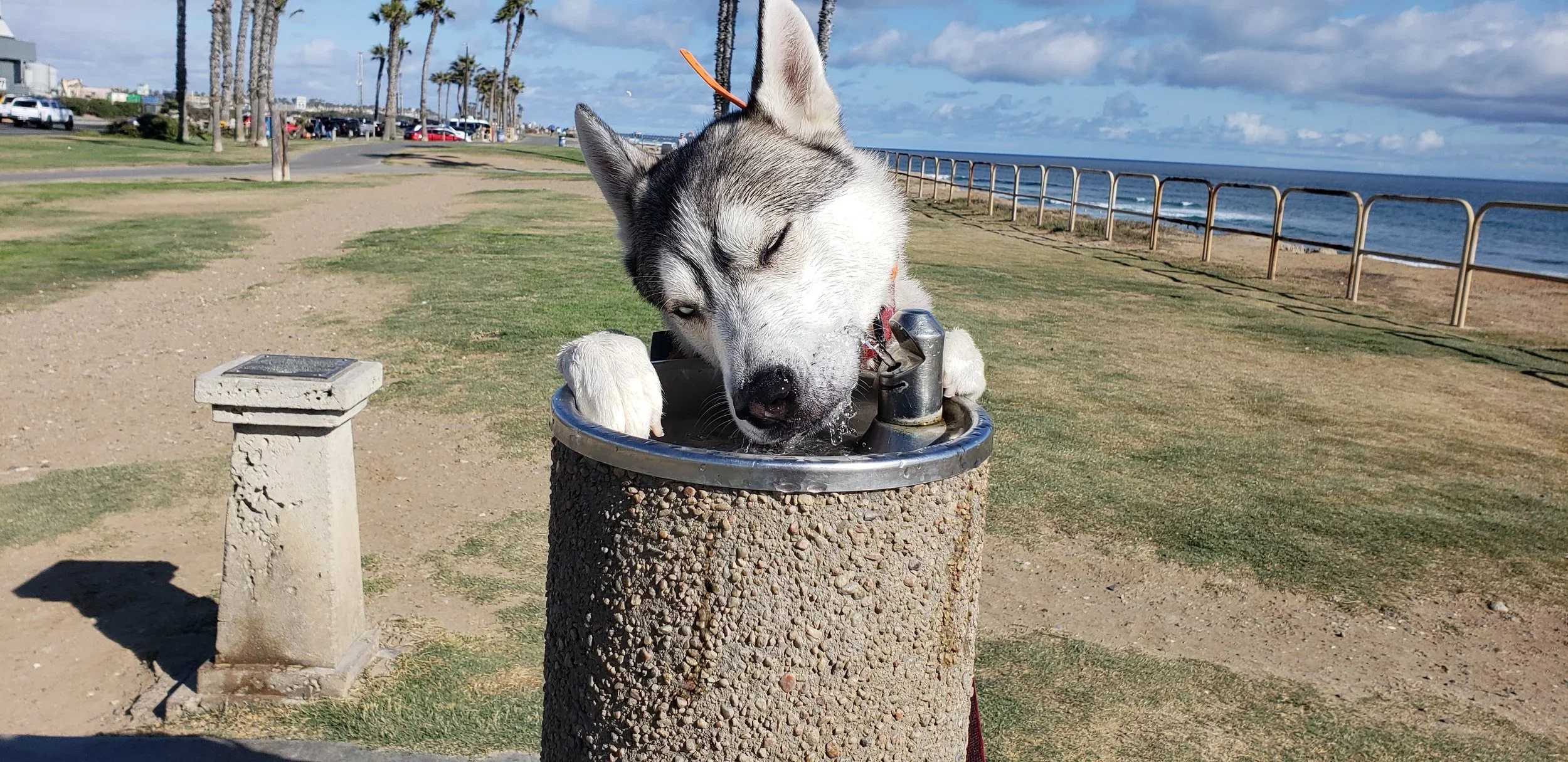 Beach Dog Training: Obedience / Leash Work at Venice Beach / Dockweiler State Beach