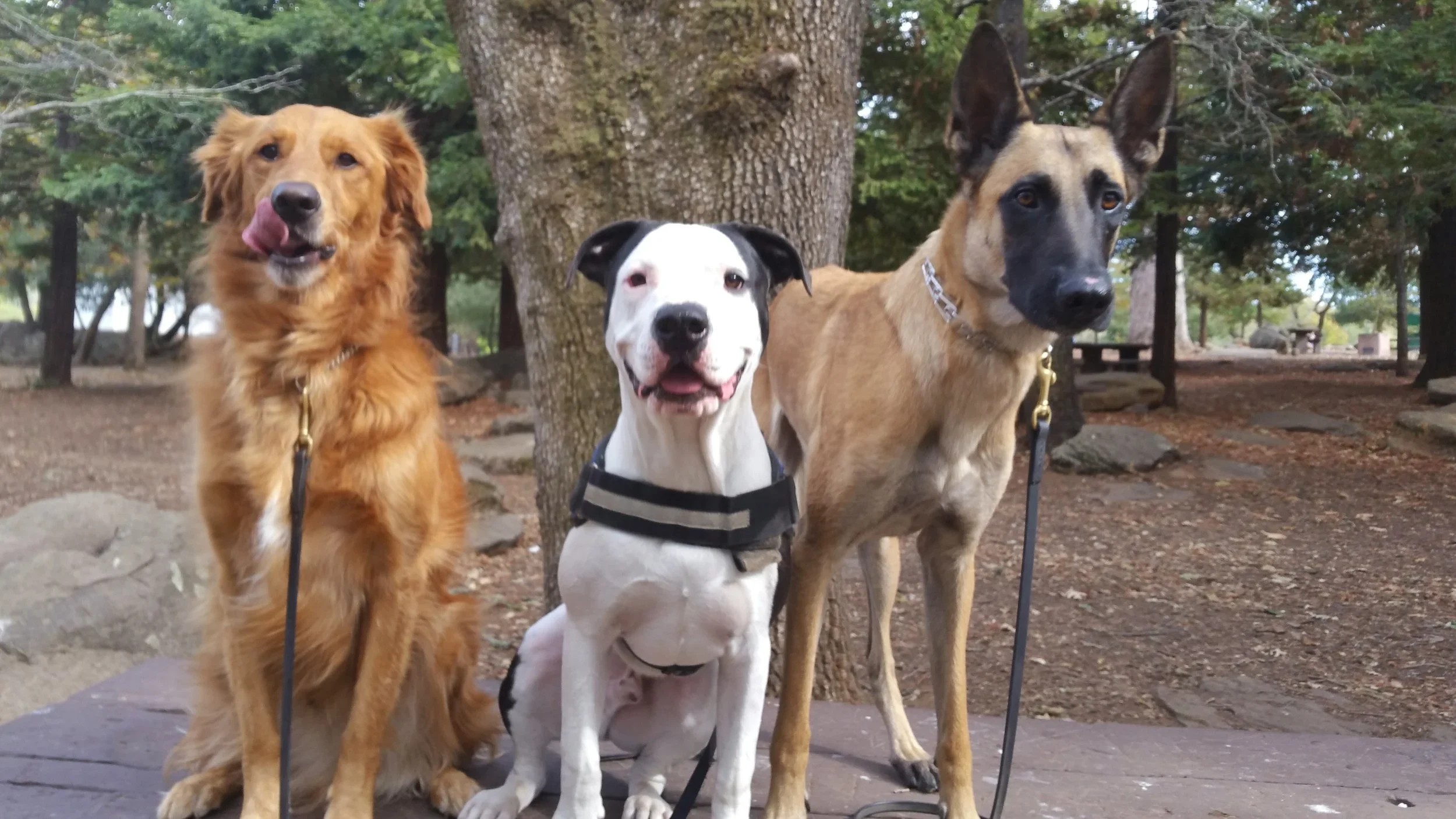 Puppy Training Checklist for Westside LA Owners