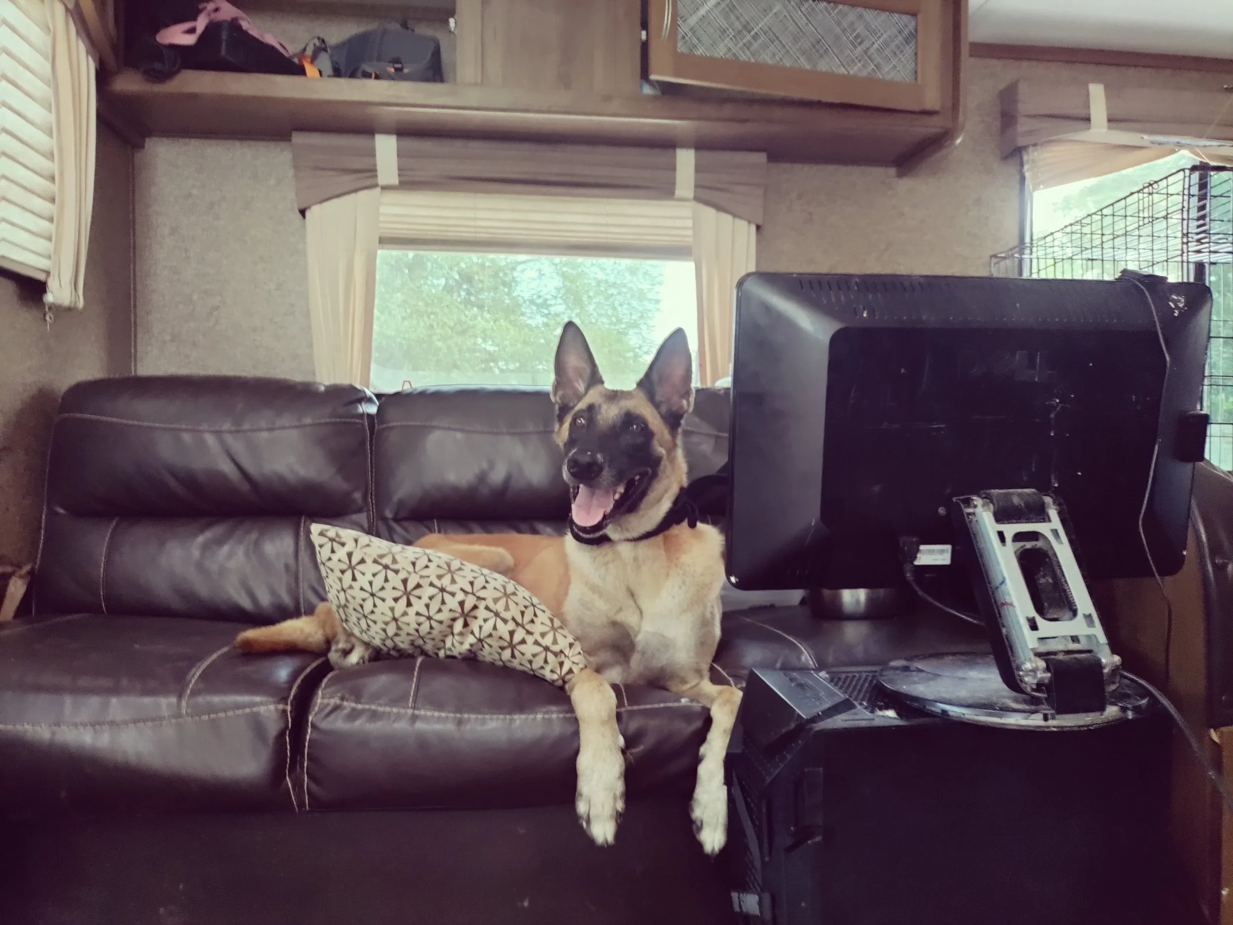 In-Home vs Board &amp; Train Dog Training Services: Which Is Best for Your LA Dog?