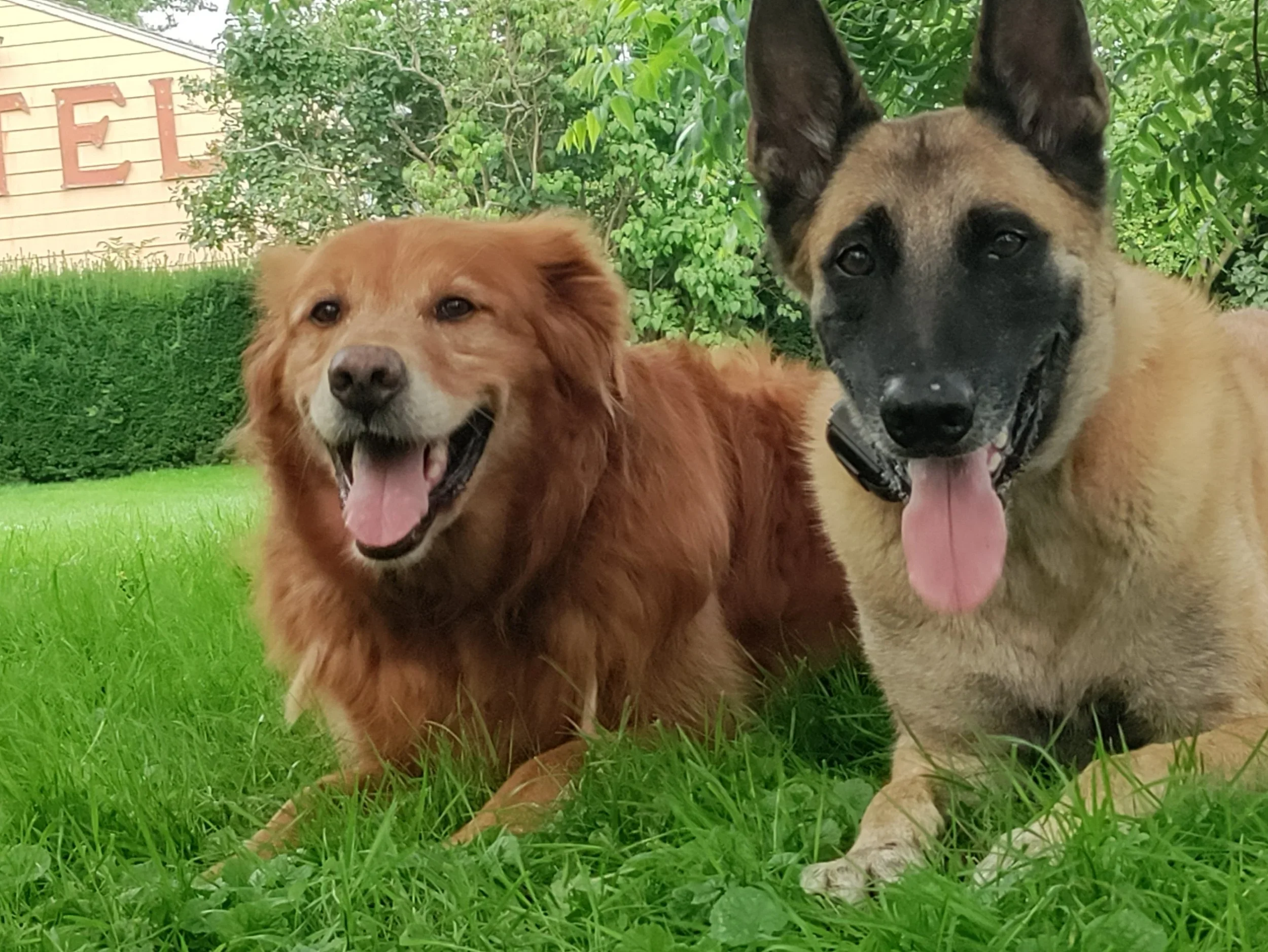 How to Socialize Your Puppy in Venice / Marina del Rey: Where to Walk, Where to Train