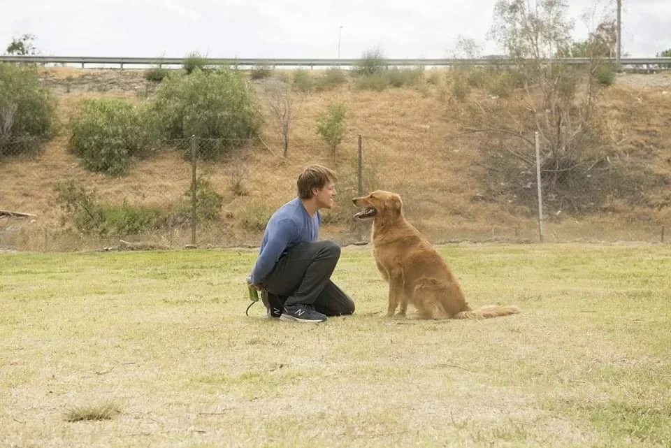 Puppy Training in Marina del Rey 