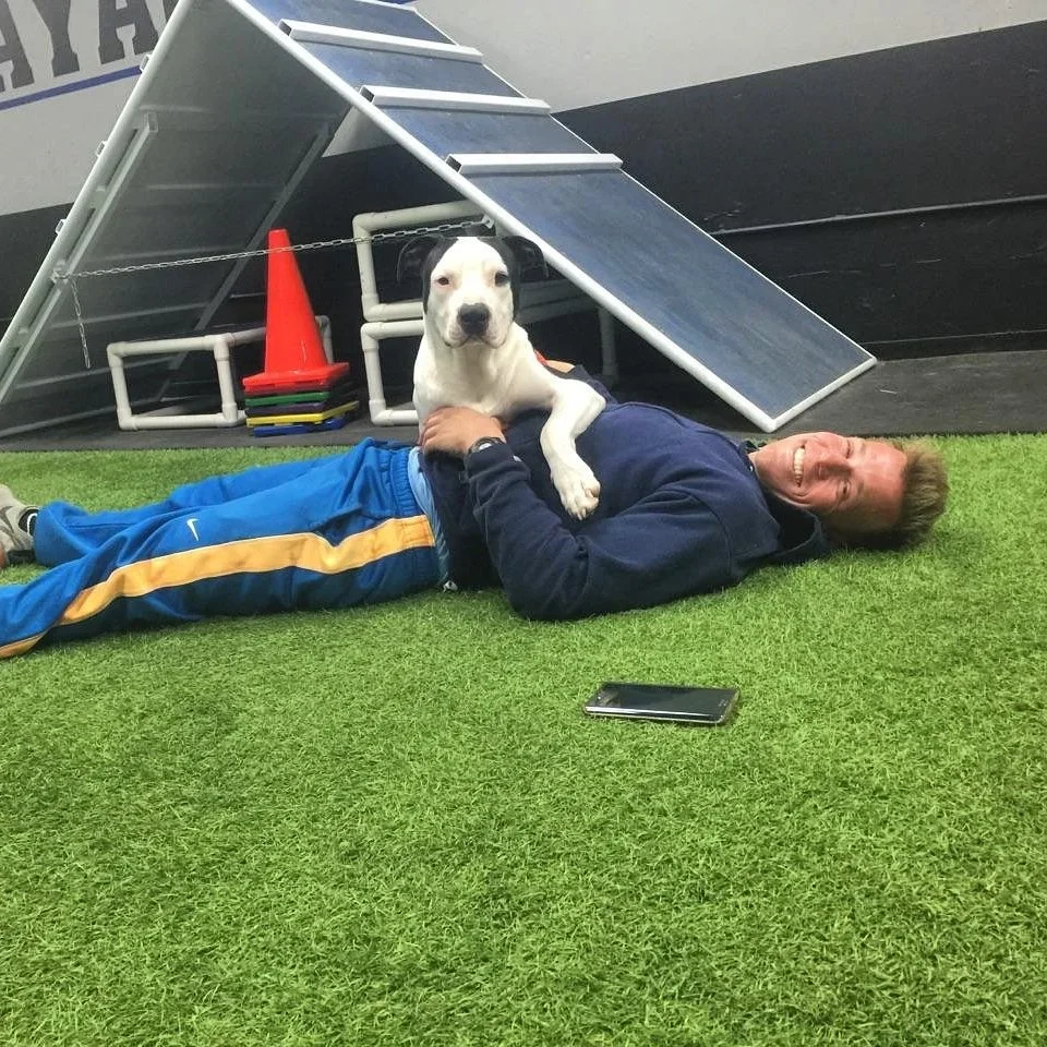 Dealing with Leash Pulling / Barking / Aggression: Trusted LA Dog Trainers Speak