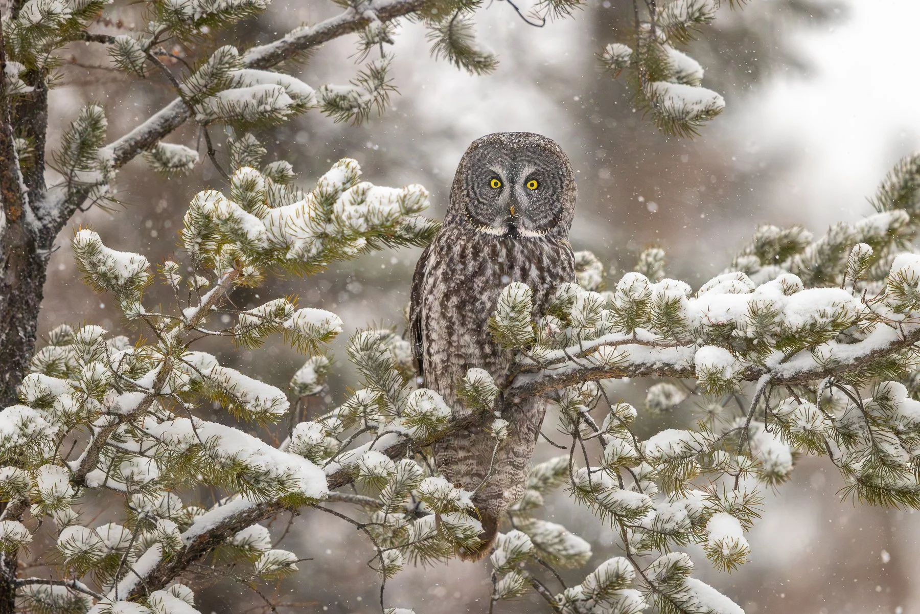 GGO Winter storm-.jpg