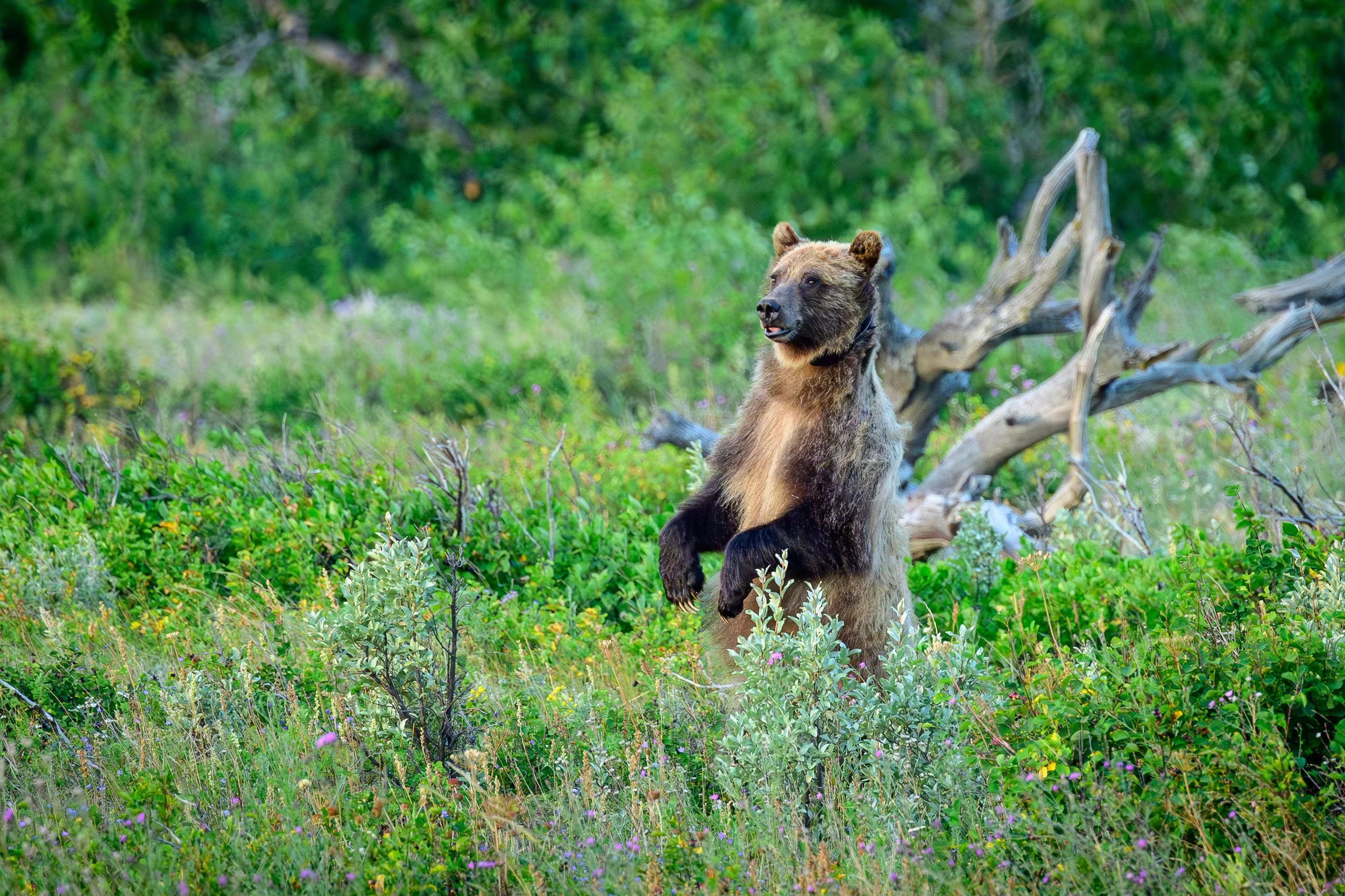 Grizzly standing.jpg