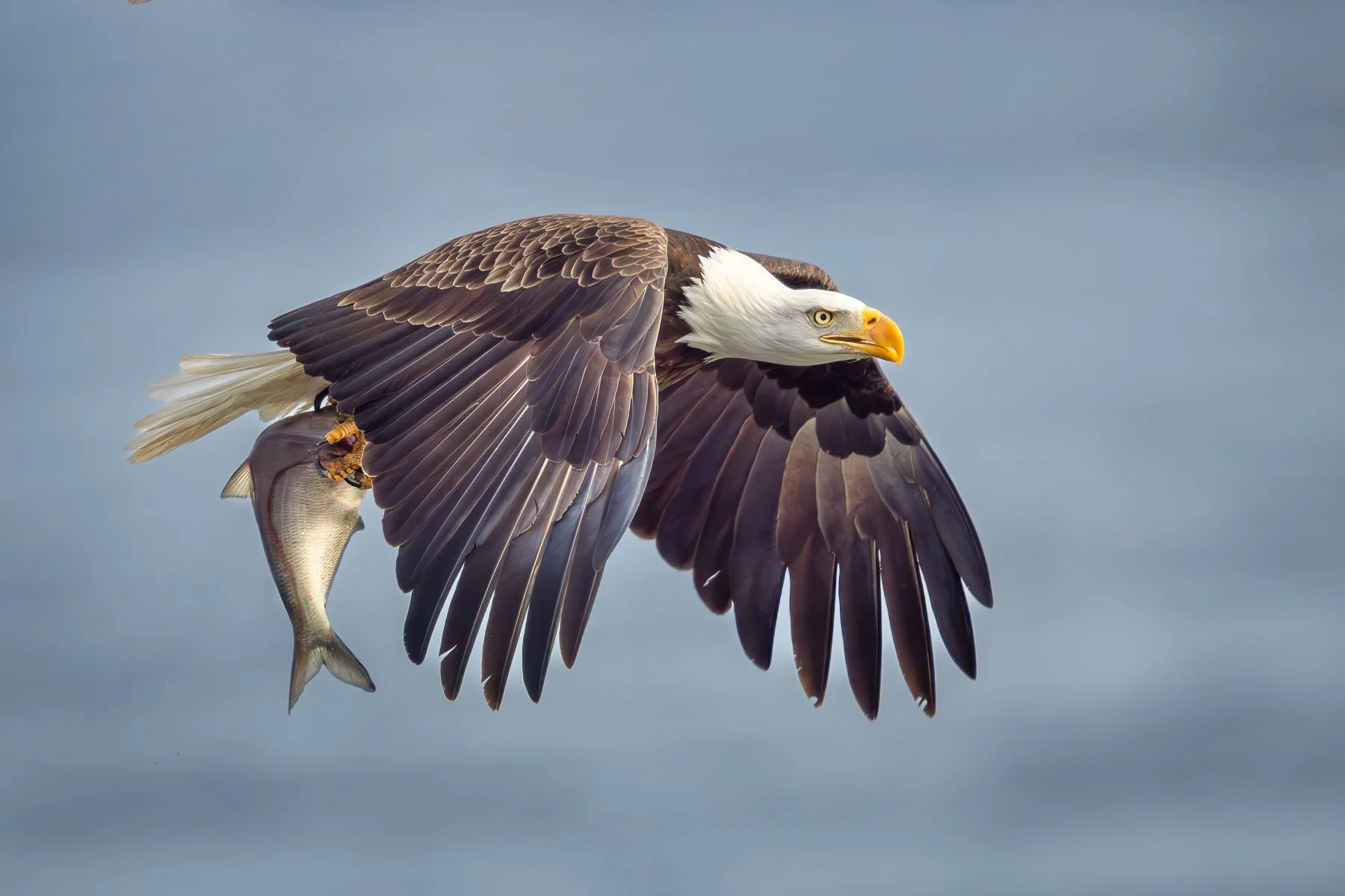 Eagle with fish--2.jpg