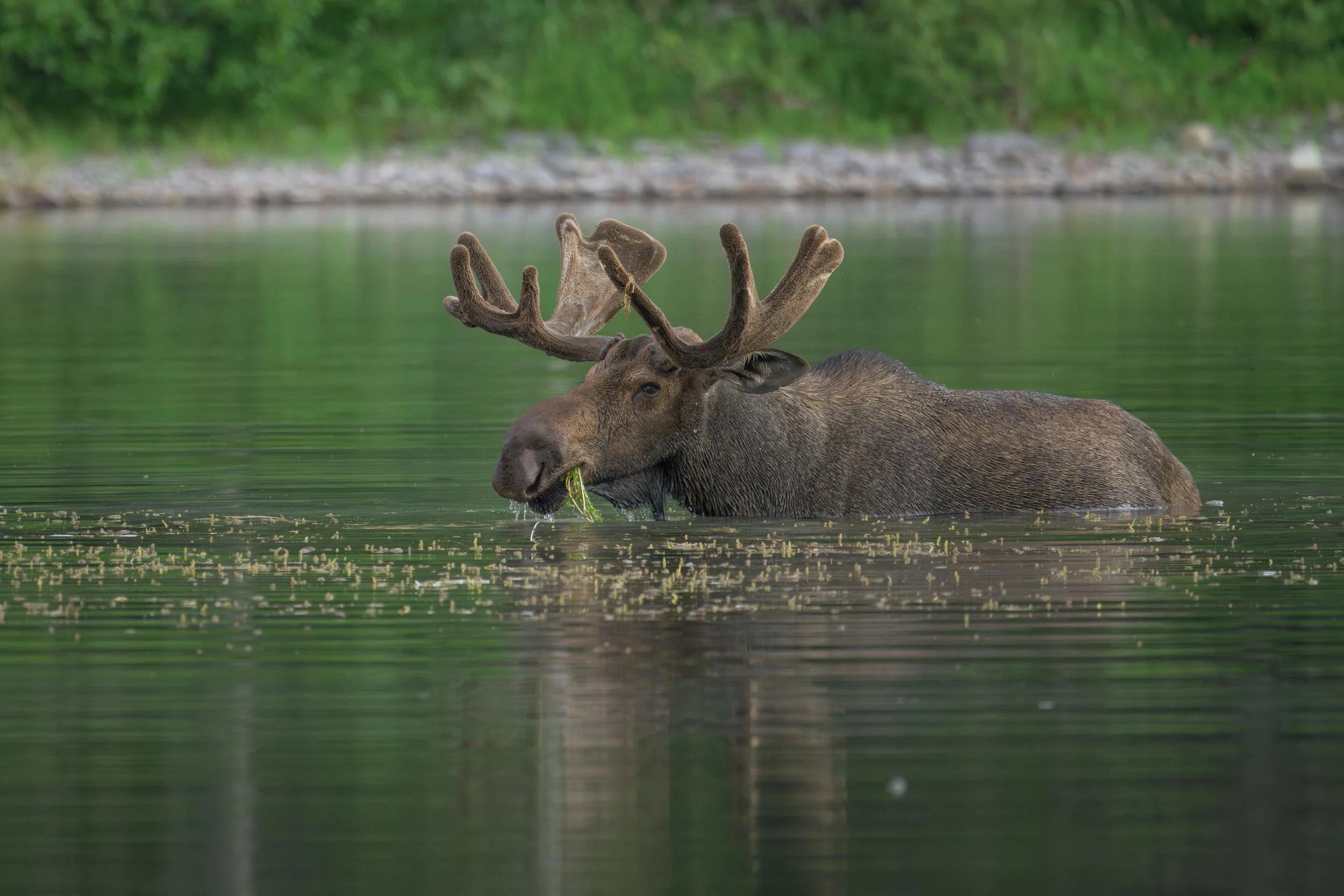 Moose eating Glacier.jpg