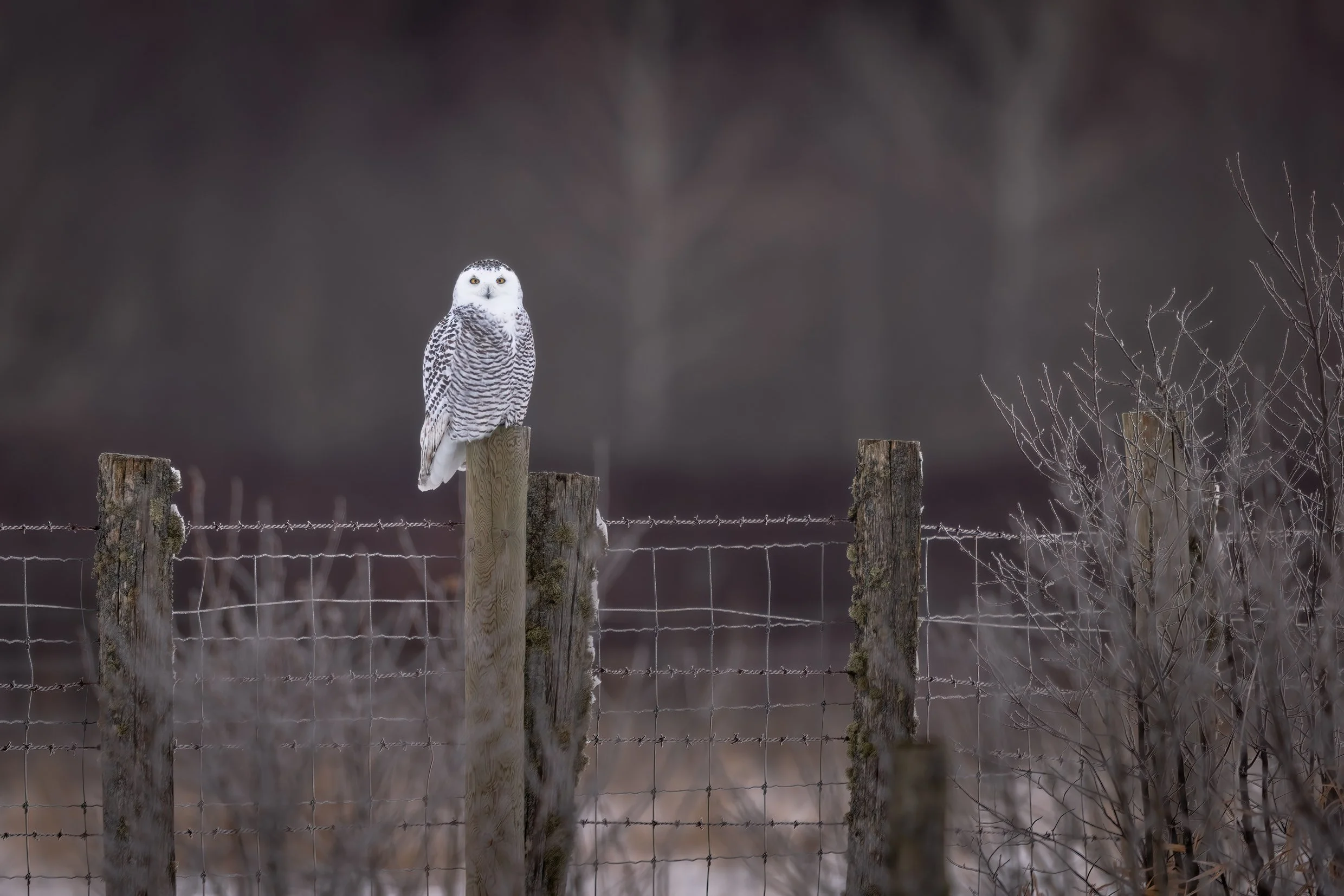 Snowy owl-12.jpg