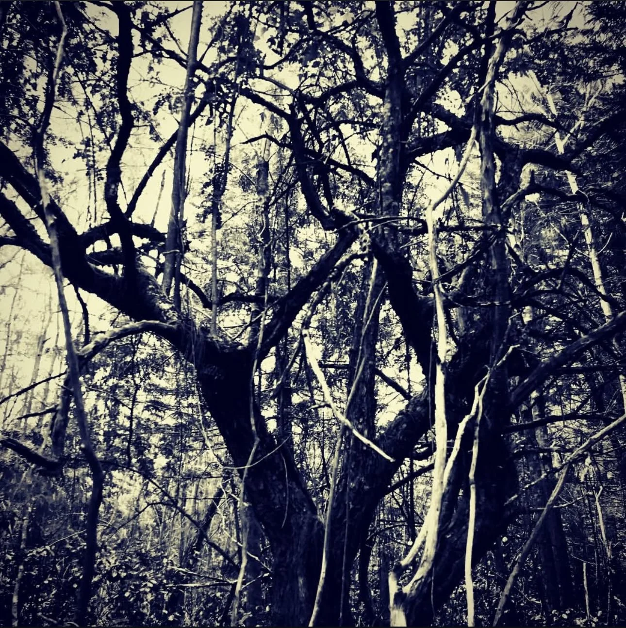 Page 214_Sage Uʻilani Takehiro.jpg