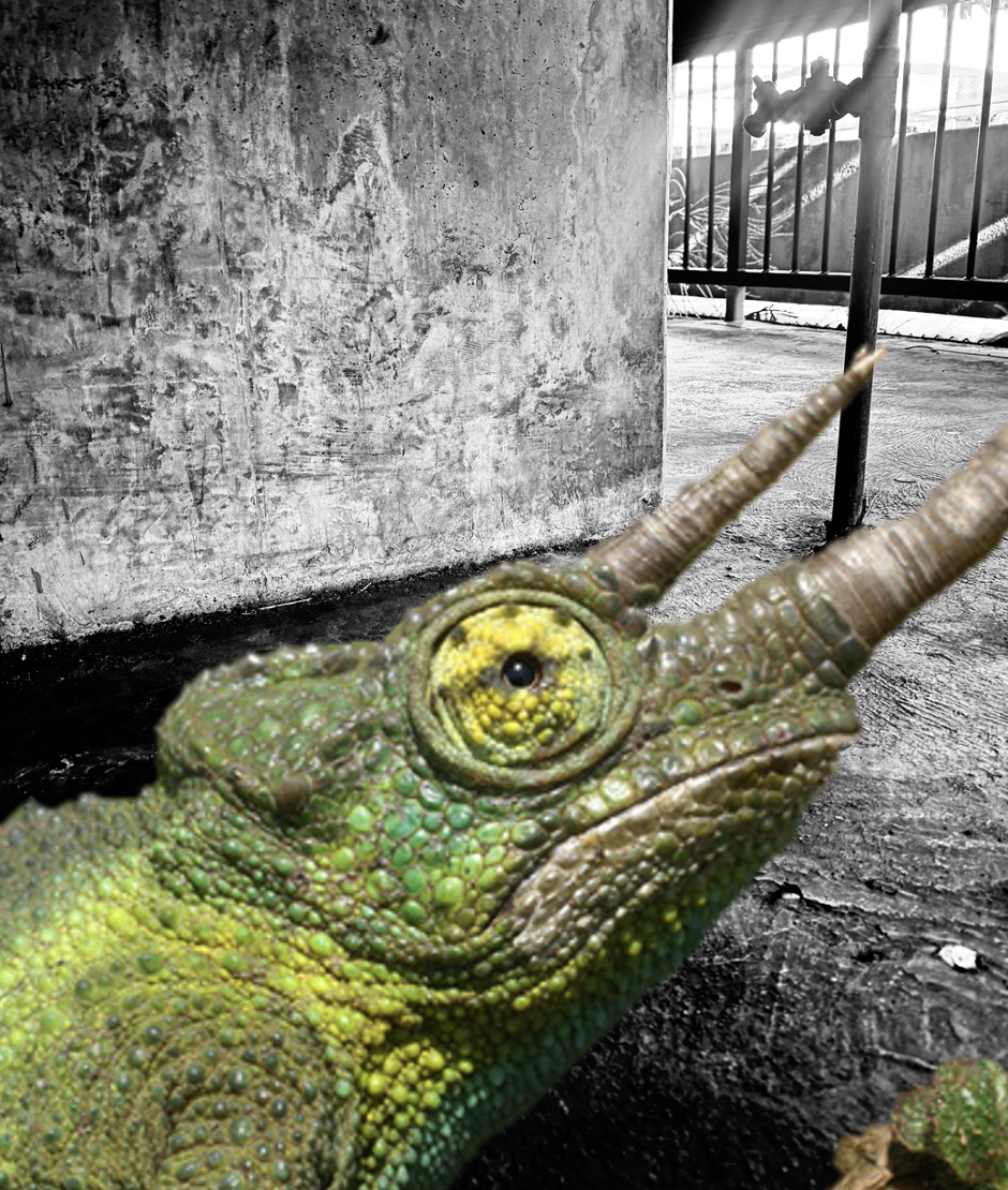 Page 217_Meredith Desha Enos.png