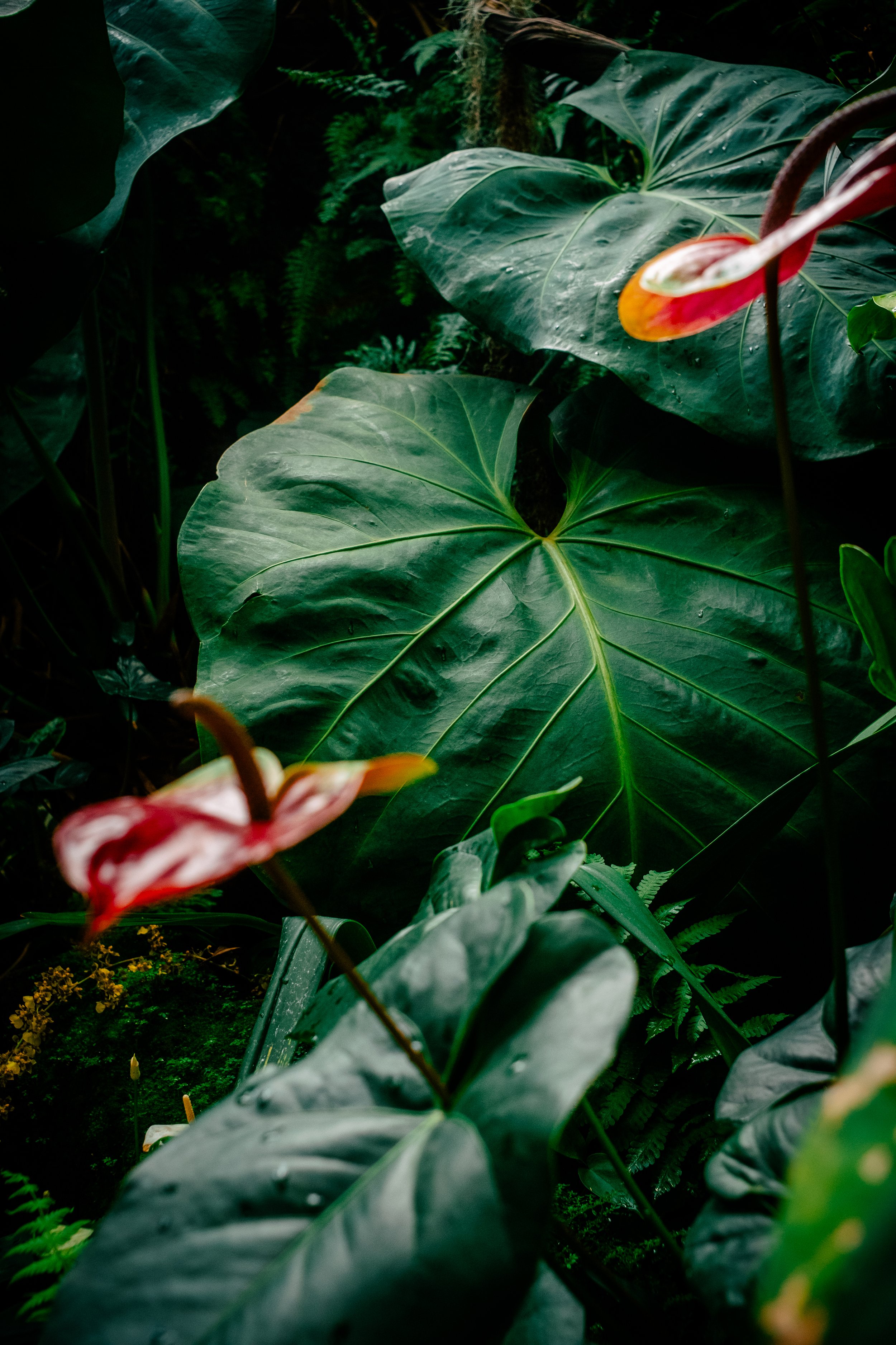 Close-up of lush green tropical plants with large, textured leaves and some colorful flowers, in a dense jungle setting.