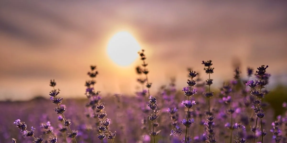 Clinicians: Five Things You Should Know Before EMDR Training