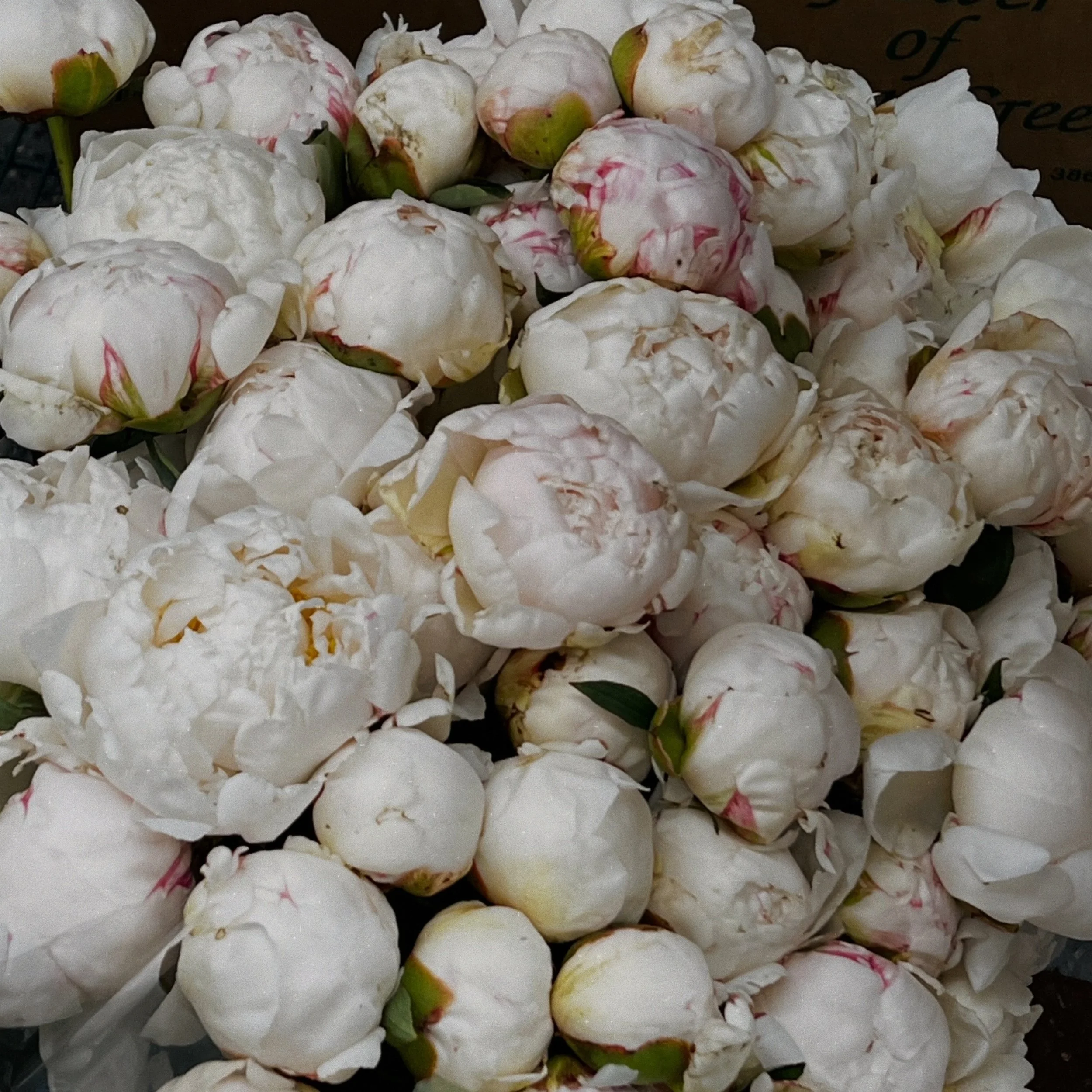 Soft clouds of peonies ☁️

Can&rsquo;t unsee the resemblance 🤍🦢

#laflorist #weddingflorist #peonies
