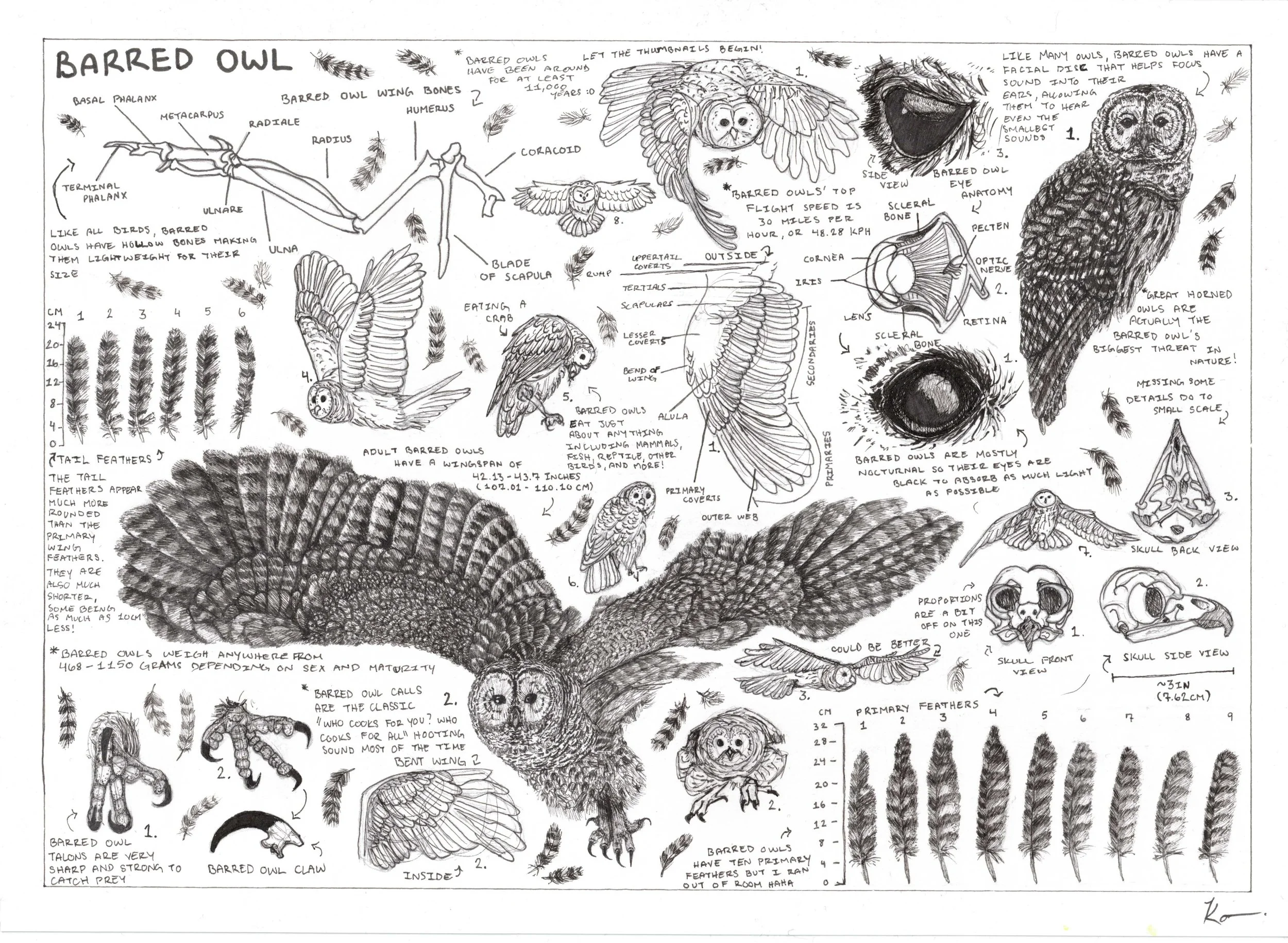 Kody Parlagreco - Barred Owl Spread