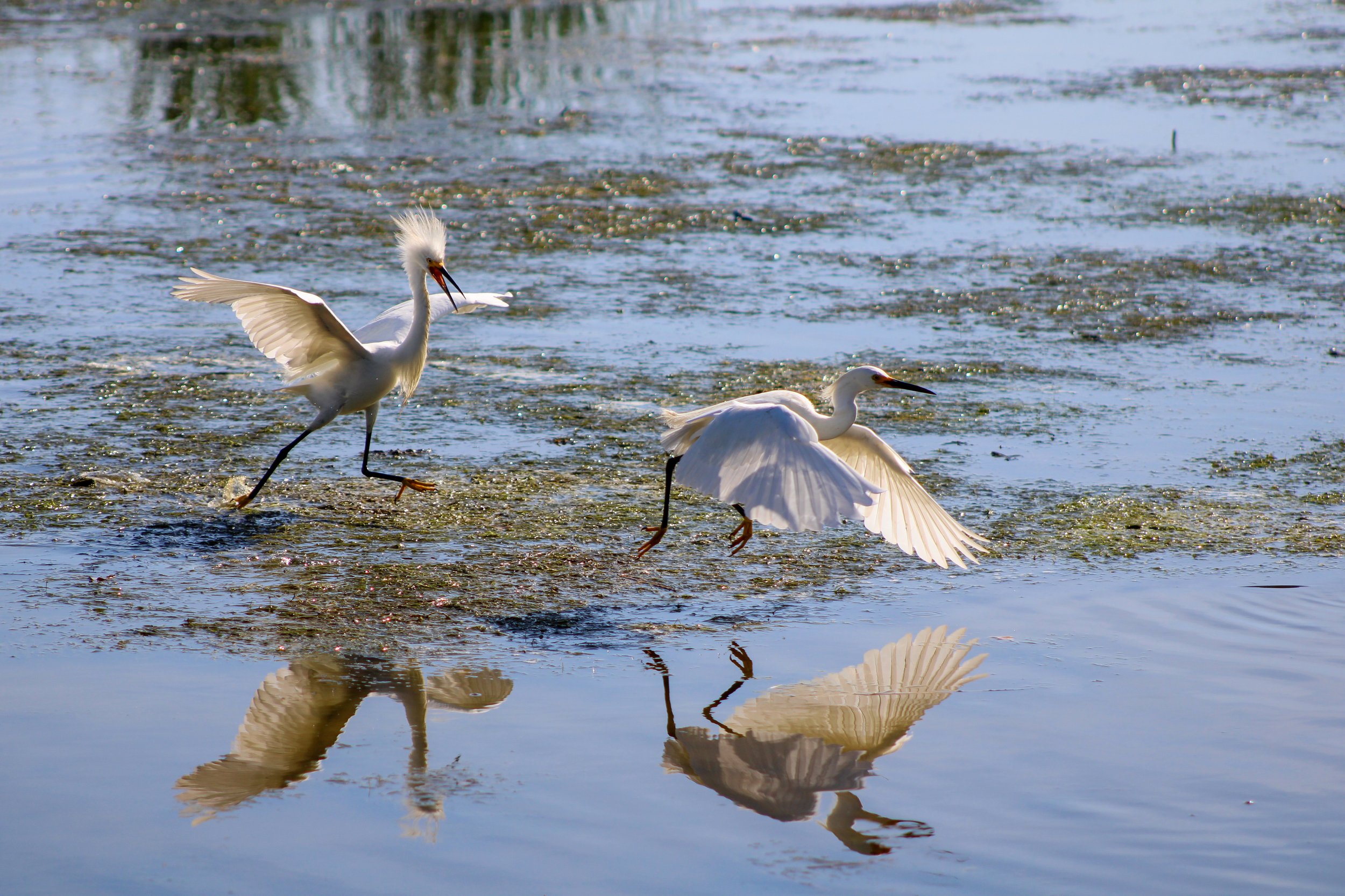 Cal Stoke - Fleeing, Digital Photography, 5617 × 3745 pixels; 3x2, 2024