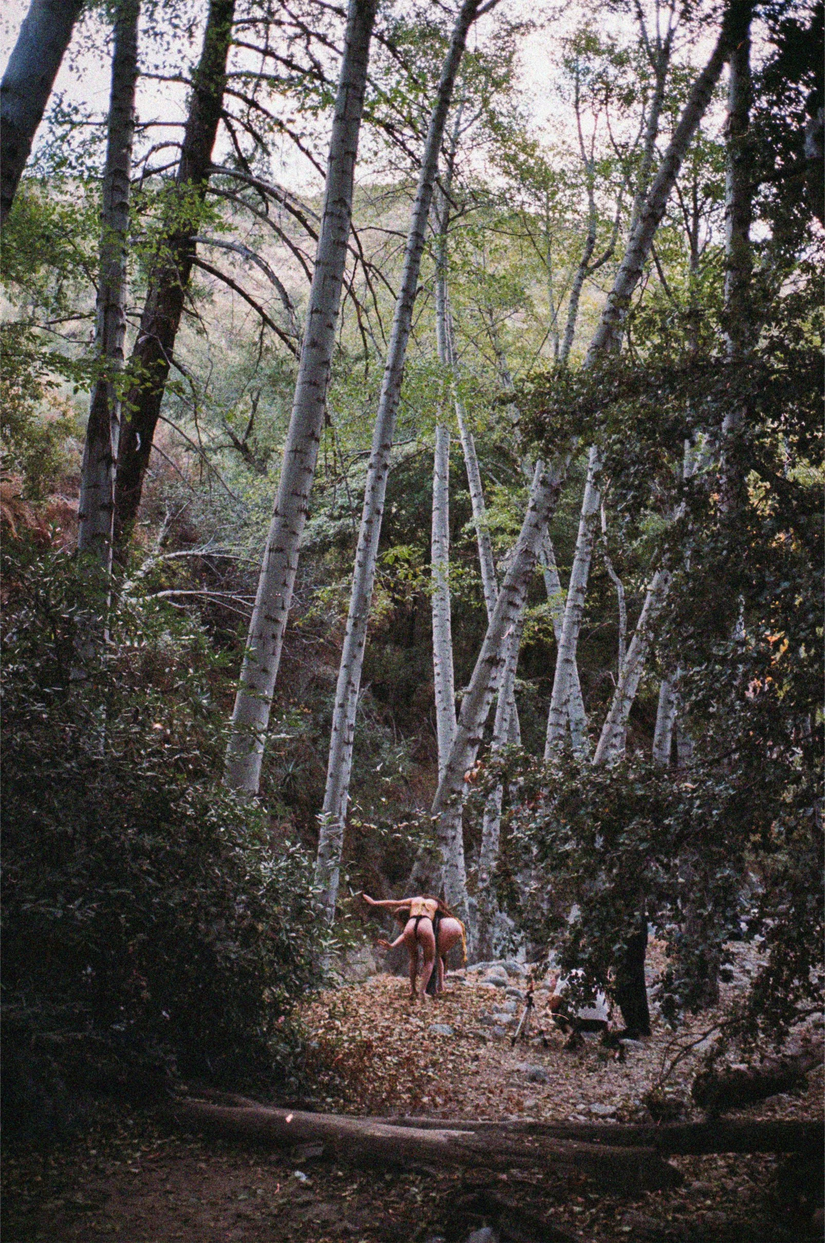 forest.jpg
