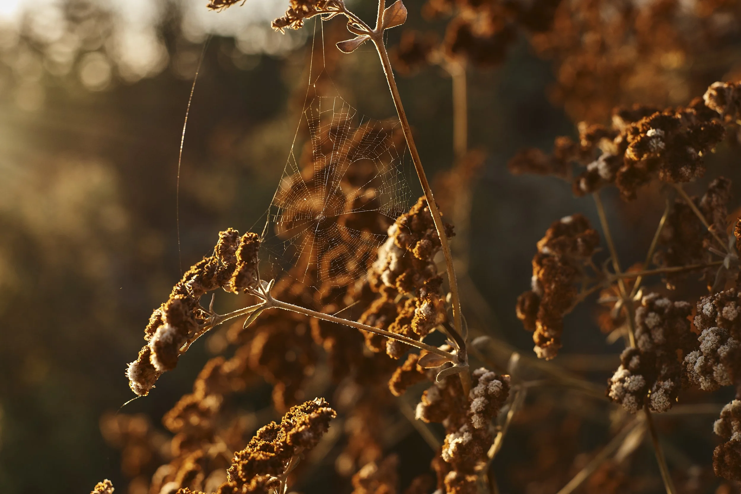 Overview 15 DSC_4923 copy.jpg