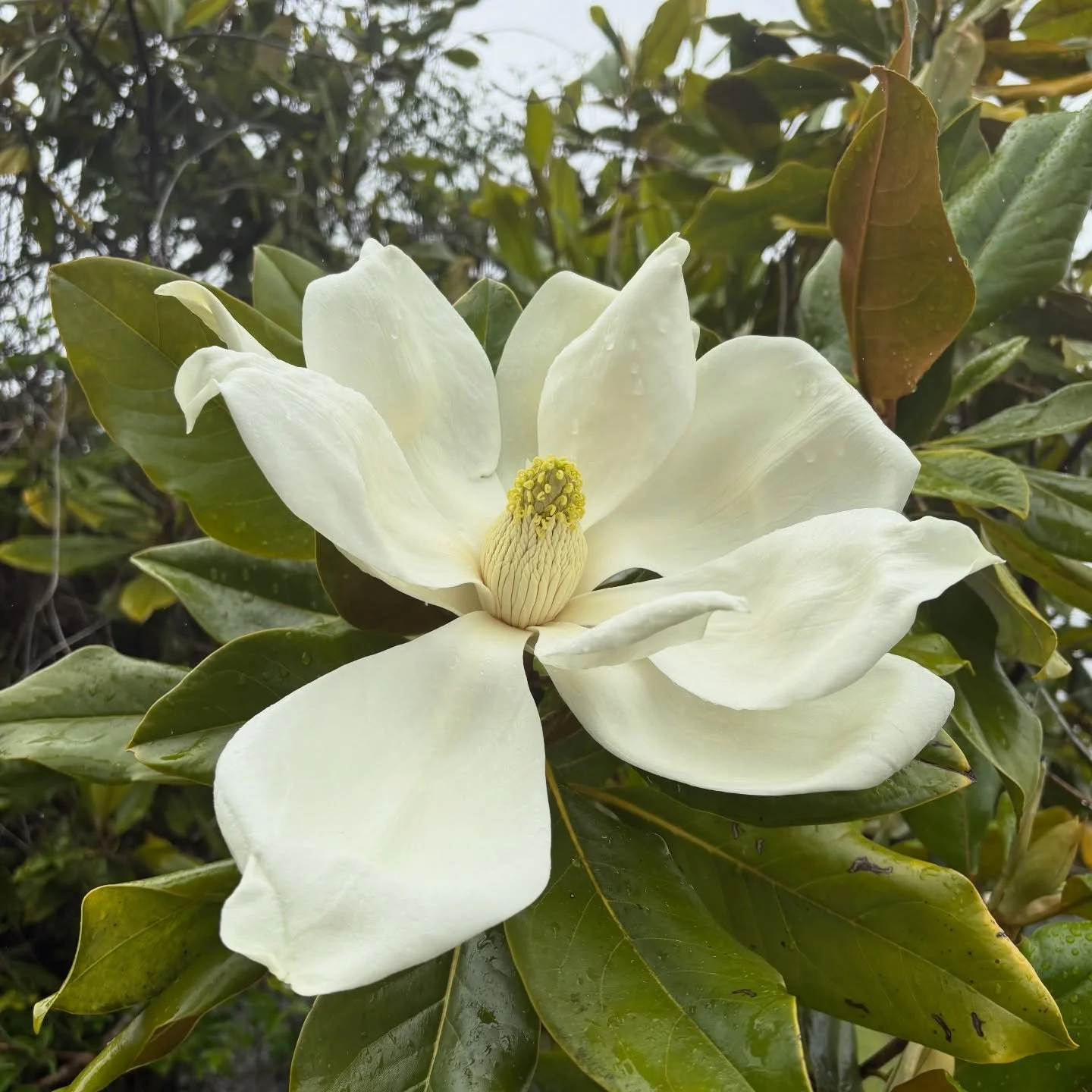 Steel Magnolias, Standing the test of time 
The women before me, surviving this life 
A fierce fortitude, we&rsquo;re holding out place 
As tough as steel, with beauty and grace 
We&rsquo;re steel magnolias, forging our way 💕