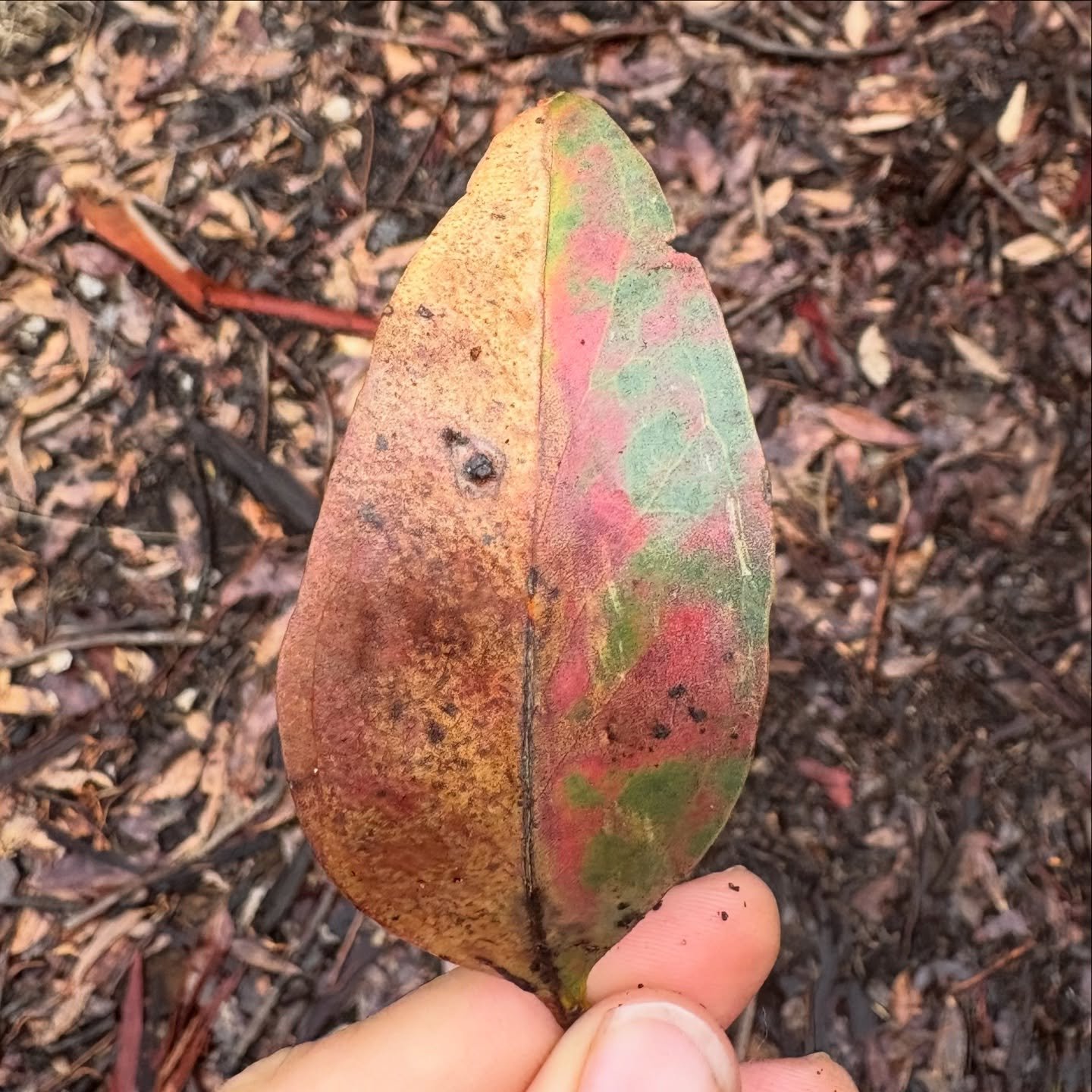 Nannup ~ Esperance ~ Albany

What a fun bunch of shows, and a beaut time in the deep south. Went to some spectacular beaches ~ favourites were Wharton Beach and Little Hellfire Bay, and then spent a week residing in good &lsquo;ol Youngs Siding - fis