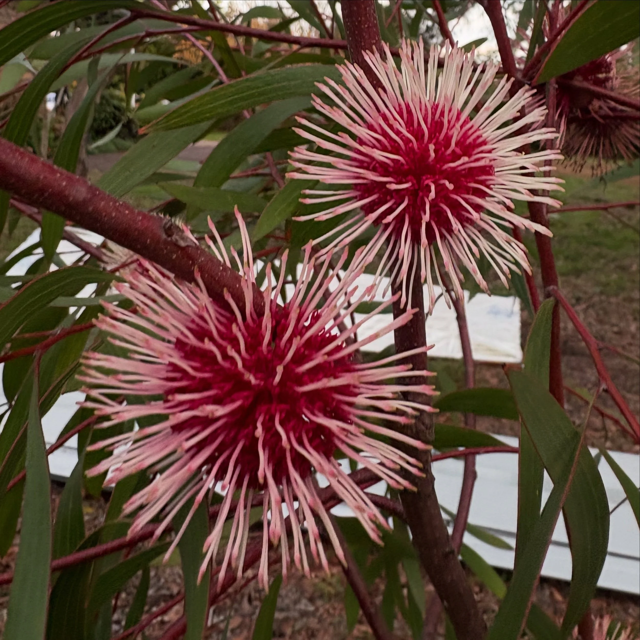 This is living ☀️

1. Pin Cushion Hakea 
2. An afternoon cookup
3. Rock Art 
4 &amp; 5. Tea time
6. My number 1 catch 🧚🏻
7. Pink Ladies Galore 
8. Strawberry Guavas - my new favourite fruit
9. Shaun &amp; Shania 
10. The big stick 
11. My first eve