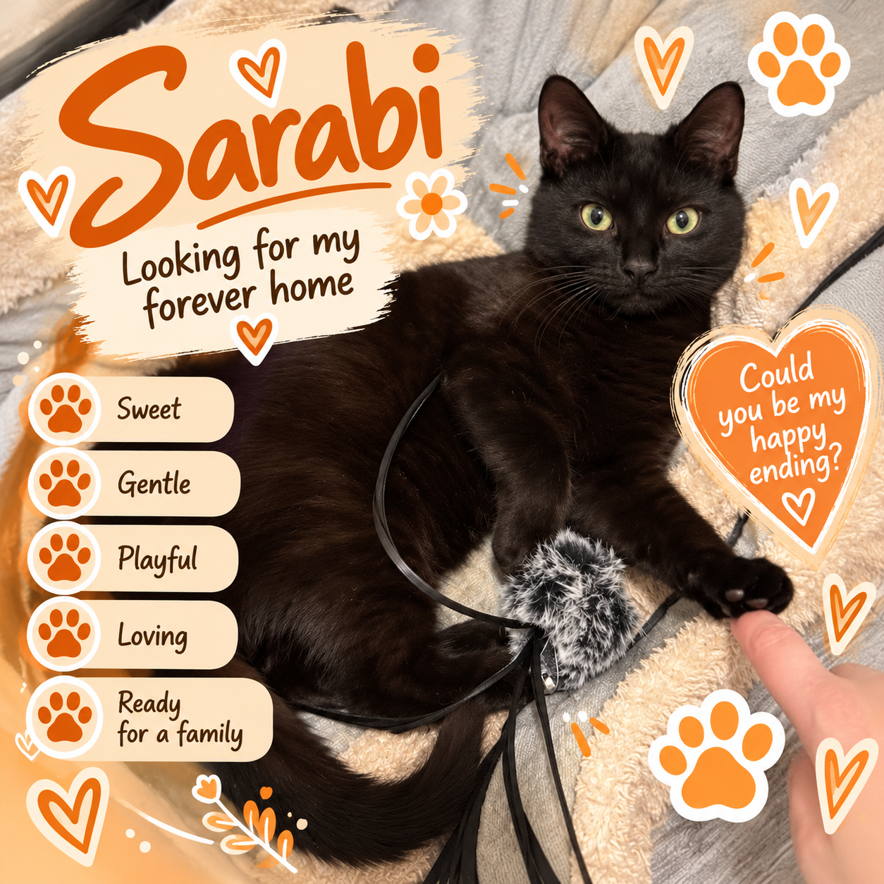 A black cat lying on a soft blanket with various orange and white overlays, including hearts, paw prints, and a message that reads, "Could you be my happy ending?" The overlay also displays the cat's qualities: sweet, gentle, playful, loving, and ready for a family. The caption says, "Looking for my forever home," and the cat's name is Sarabi.
