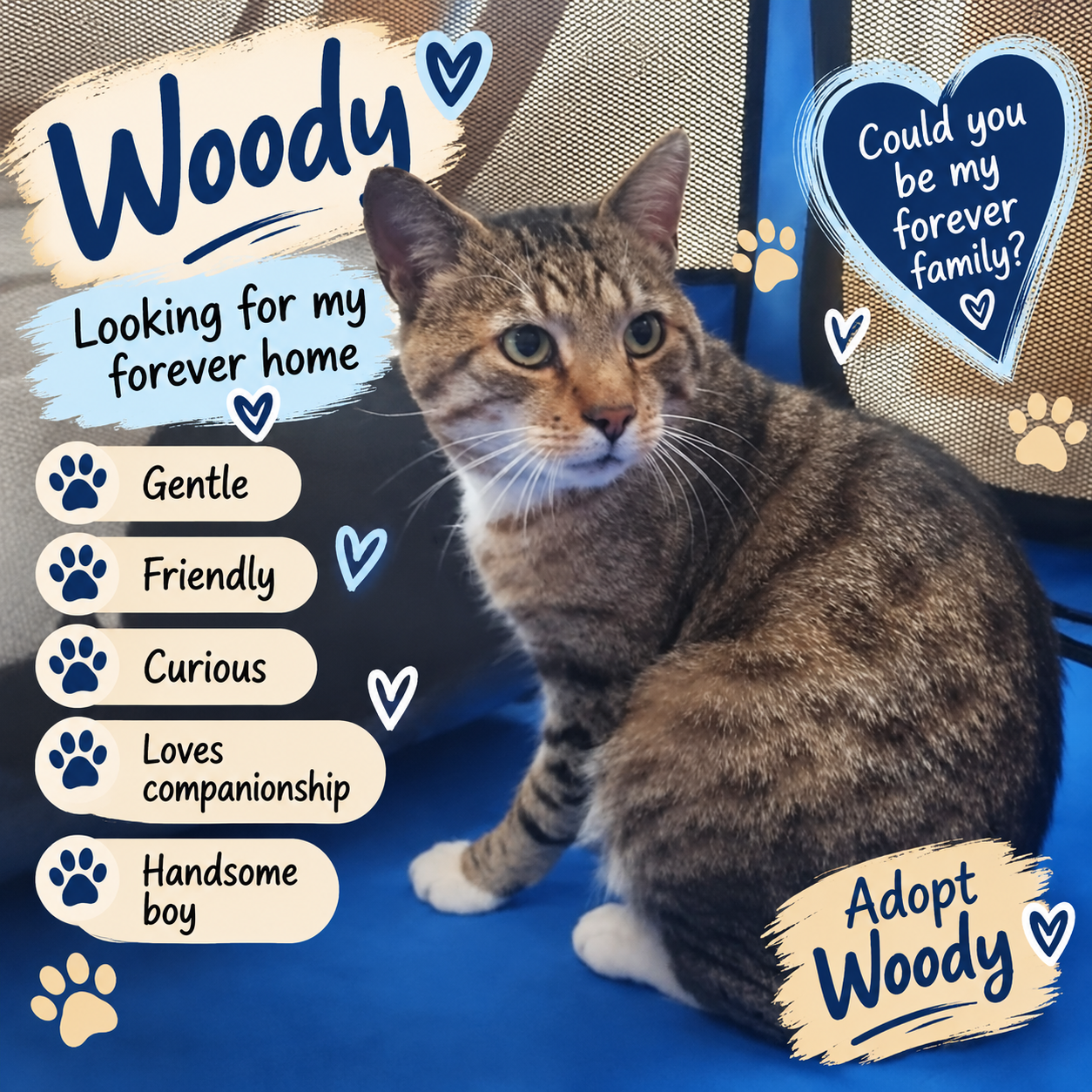 A tabby cat named Woody with blue eyes, sitting on a blue surface with a background displaying a pet adoption poster. The poster features phrases like "Looking for my forever home," "Could you be my forever family?" and lists qualities like "Gentle," "Friendly," "Curious," "Loves companionship," and "Handsome boy." The poster has heart and paw print decorations and an "Adopt Woody" message.