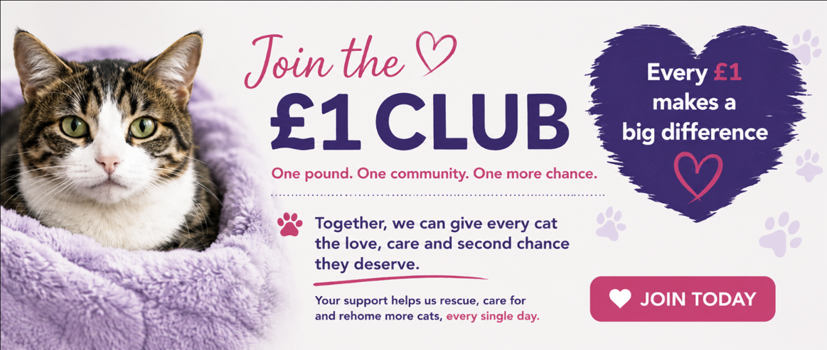 A poster promoting a £1 cats' rescue organization. It features a close-up of a tabby cat with green eyes, lying in a purple blanket. The text encourages joining the £1 club to help rescue and care for cats, with a call-to-action button that says 'Join Today' inside a pink heart icon. The design includes hearts and paw prints, with a message about each pound making a difference.