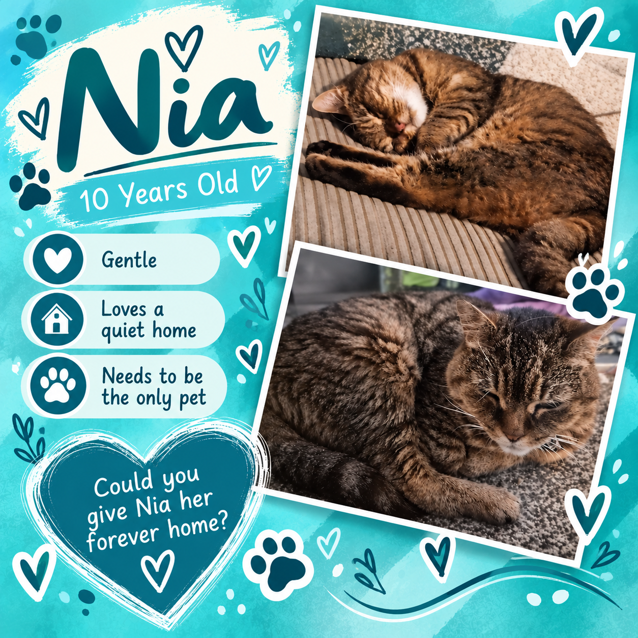 Design celebrating Nia, a 10-year-old cat, with two photos of her sleeping and relaxing, surrounded by heart and paw print illustrations, along with text that describes her personality as gentle, quiet, and needing a forever home.