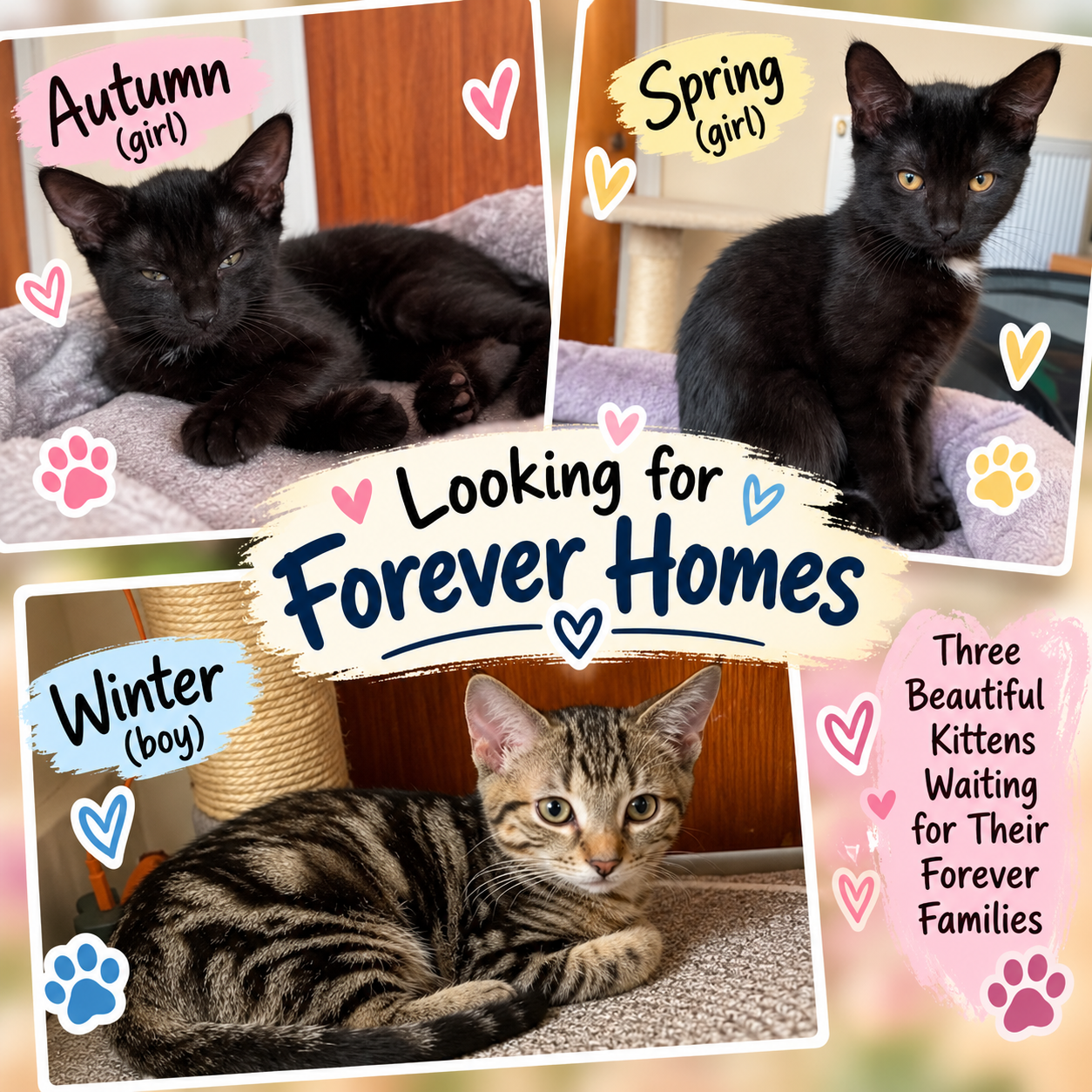 A collage of three kittens labeled as Autumn girl, Spring girl, and Winter boy, with a message about 'Looking for Forever Homes'. Autumn girl is a black kitten lying down, Spring girl is a black kitten sitting, and Winter boy is a tabby kitten lying down. The collage features colorful hearts and paw prints, with text indicating they are waiting for their forever families.