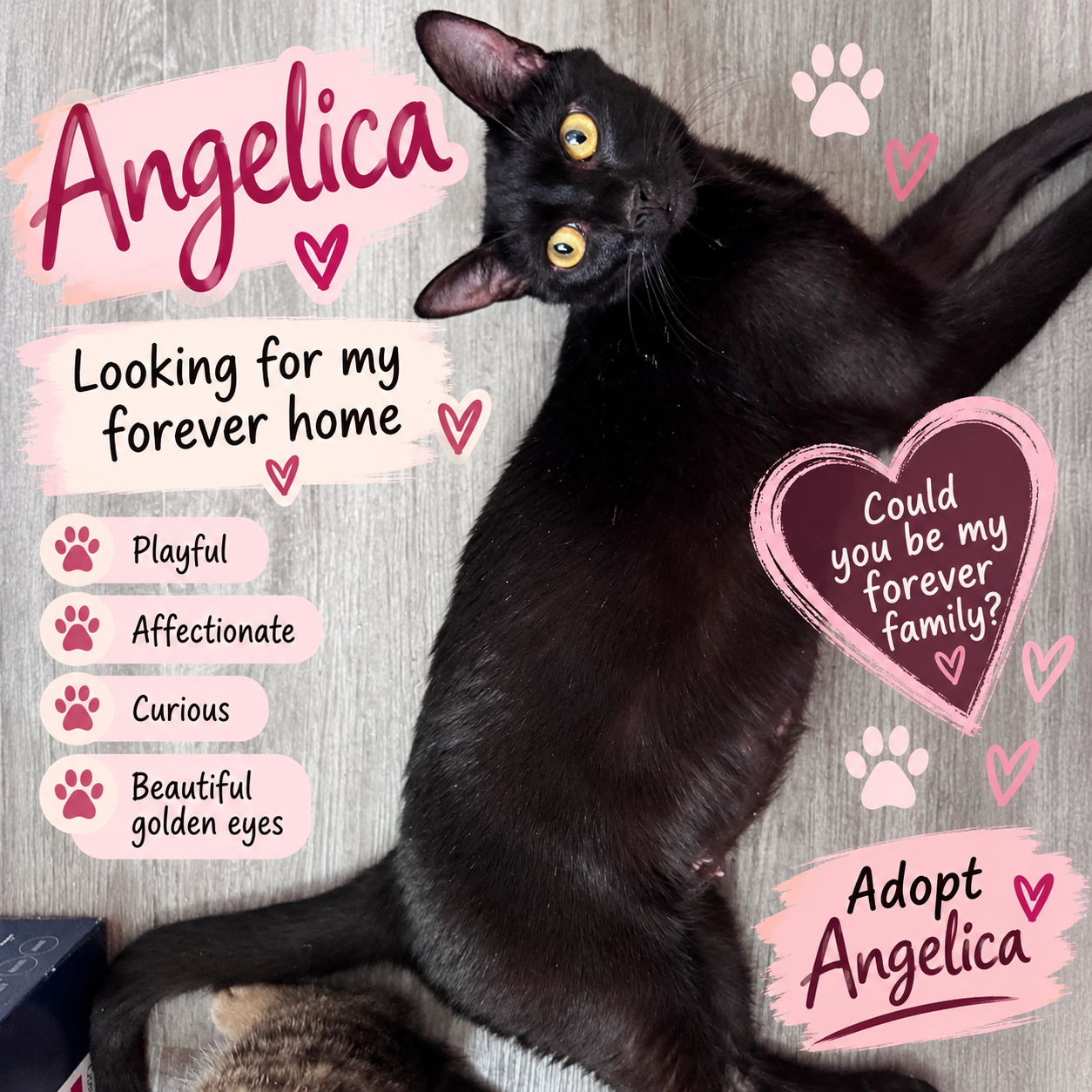 A black cat with yellow eyes lying on a gray surface surrounded by pink and purple graphic elements, including hearts and paw prints. The image has text promoting adoption of the cat named Angelica, describing her as playful, affectionate, curious, and having beautiful golden eyes, with a message asking if she could be someone's forever family.
