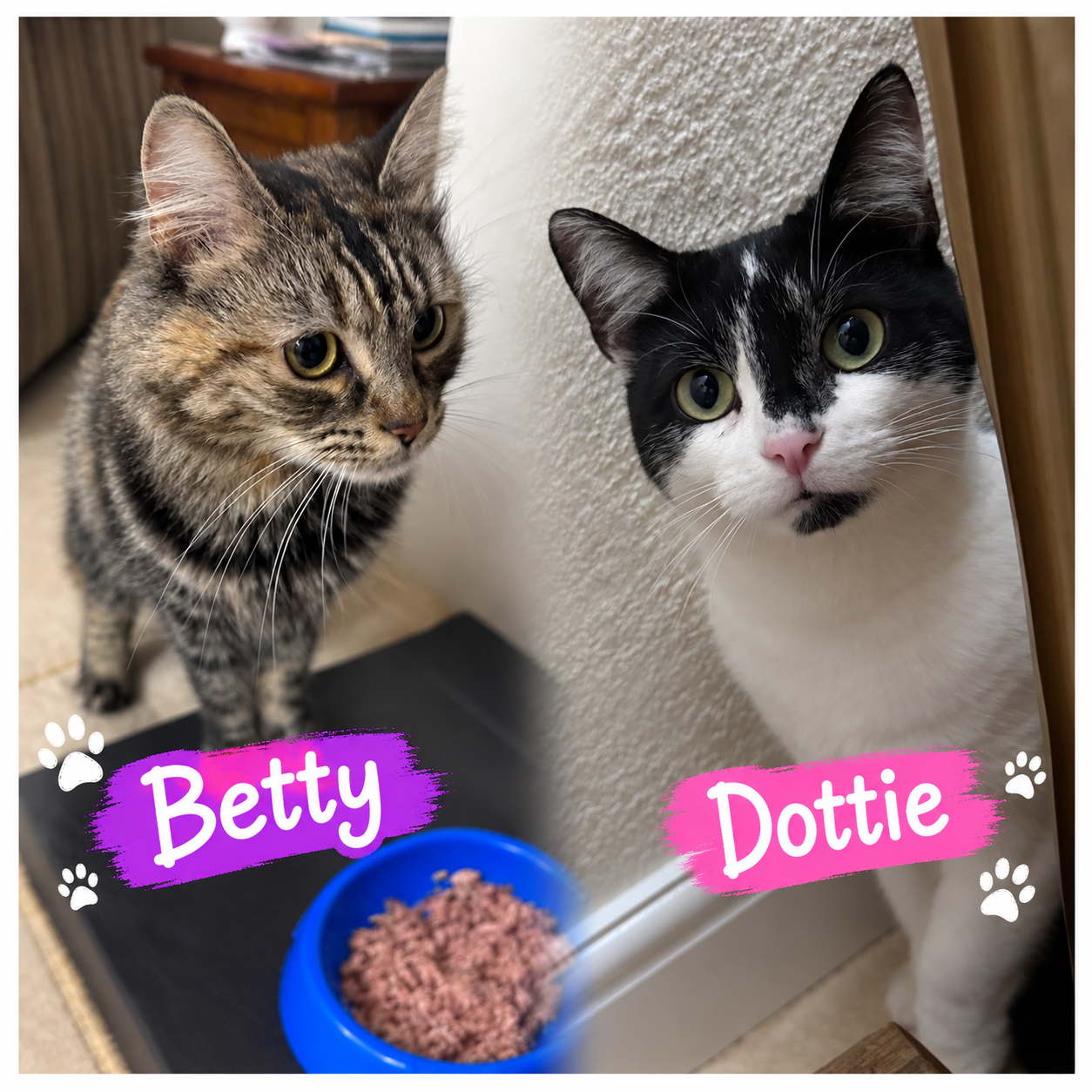 Two cats, a tabby on the left and a black and white on the right, are looking at the camera. The tabby cat named Betty is next to a blue bowl of cat food, and the black and white cat named Dottie is hiding behind a piece of furniture. Both names are written with colorful text and paw print decorations.
