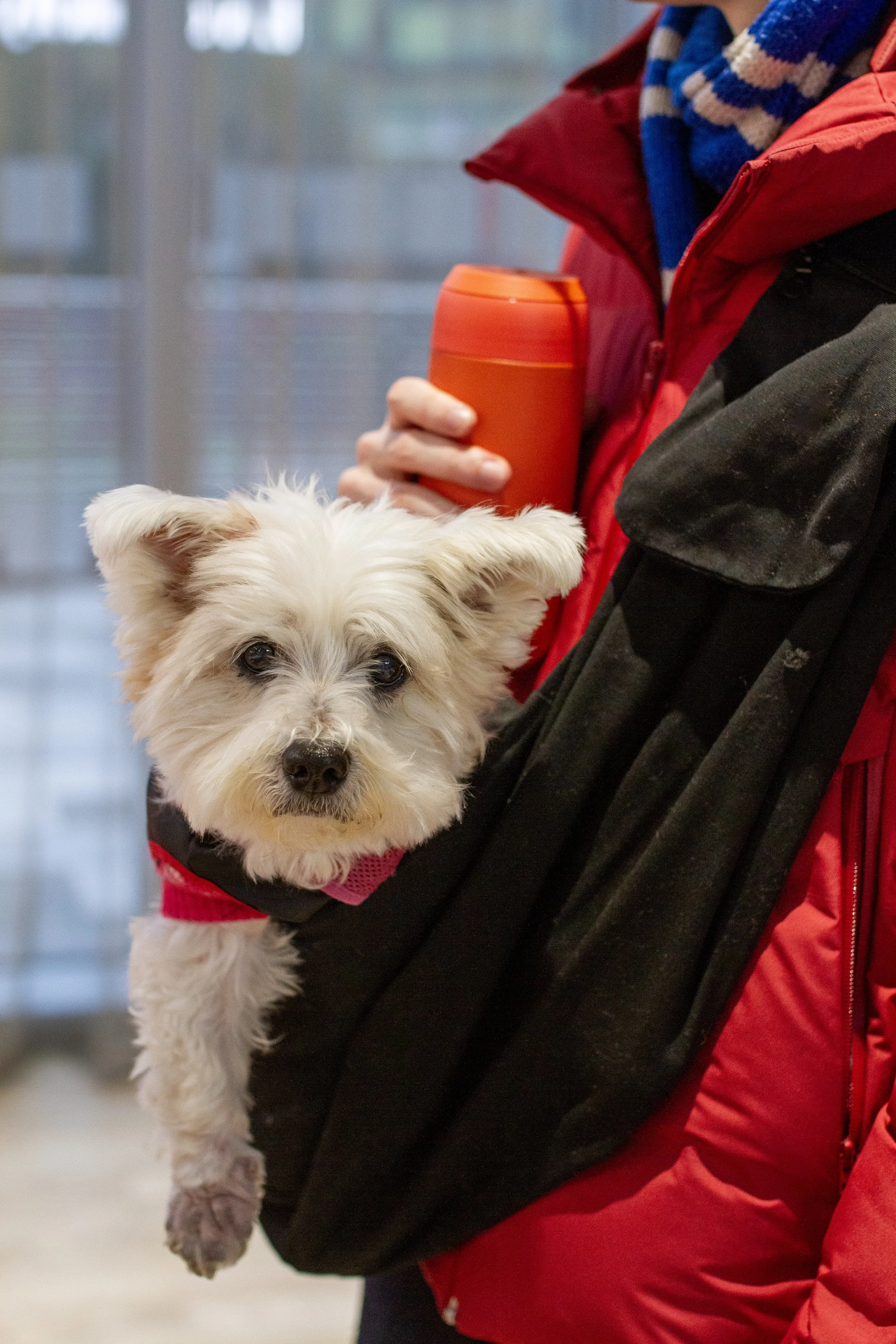 Affinity x Cheshire Dogs Home