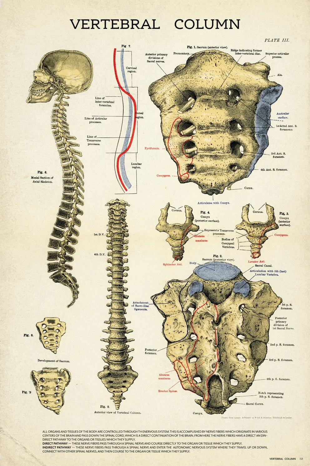 61ST_SET DEC_MEDICAL EXAMINER_ANATOMY POSTER_2_210823_FINAL.jpg