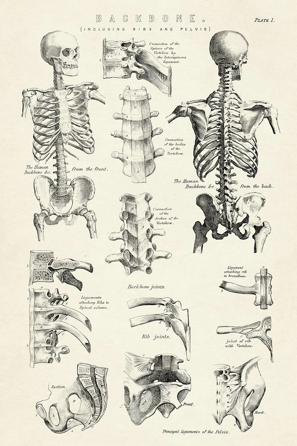 61ST_SET DEC_MEDICAL EXAMINER_ANATOMY POSTER_3_210823_FINAL.jpg