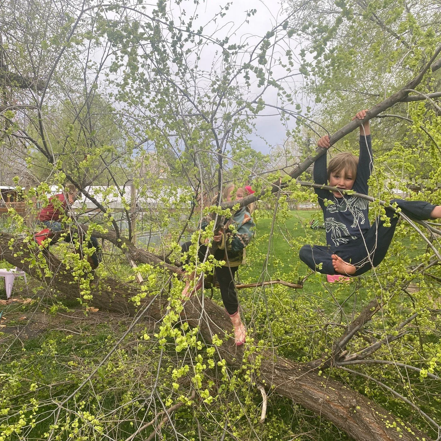 🌳 This week, one fallen tree limb became the highlight of the farm.
What may have looked like &ldquo;just a branch&rdquo; quickly turned into a balance beam, climbing structure, jungle gym, pirate ship, and endless source of imagination. For days, t